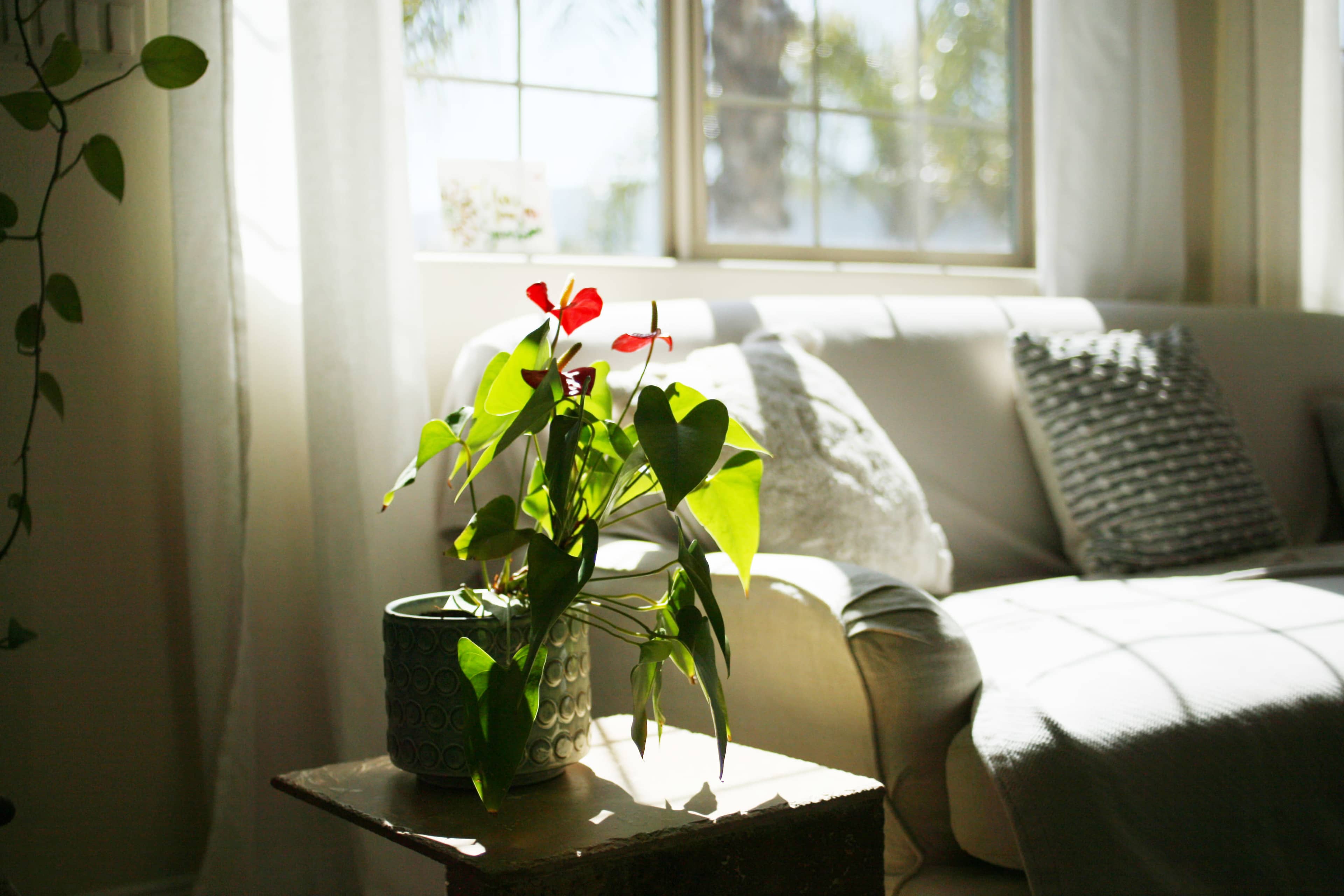 A potted plant with red flowers sits on a wooden table beside a gray couch, illuminated by sunlight filtering through a window.