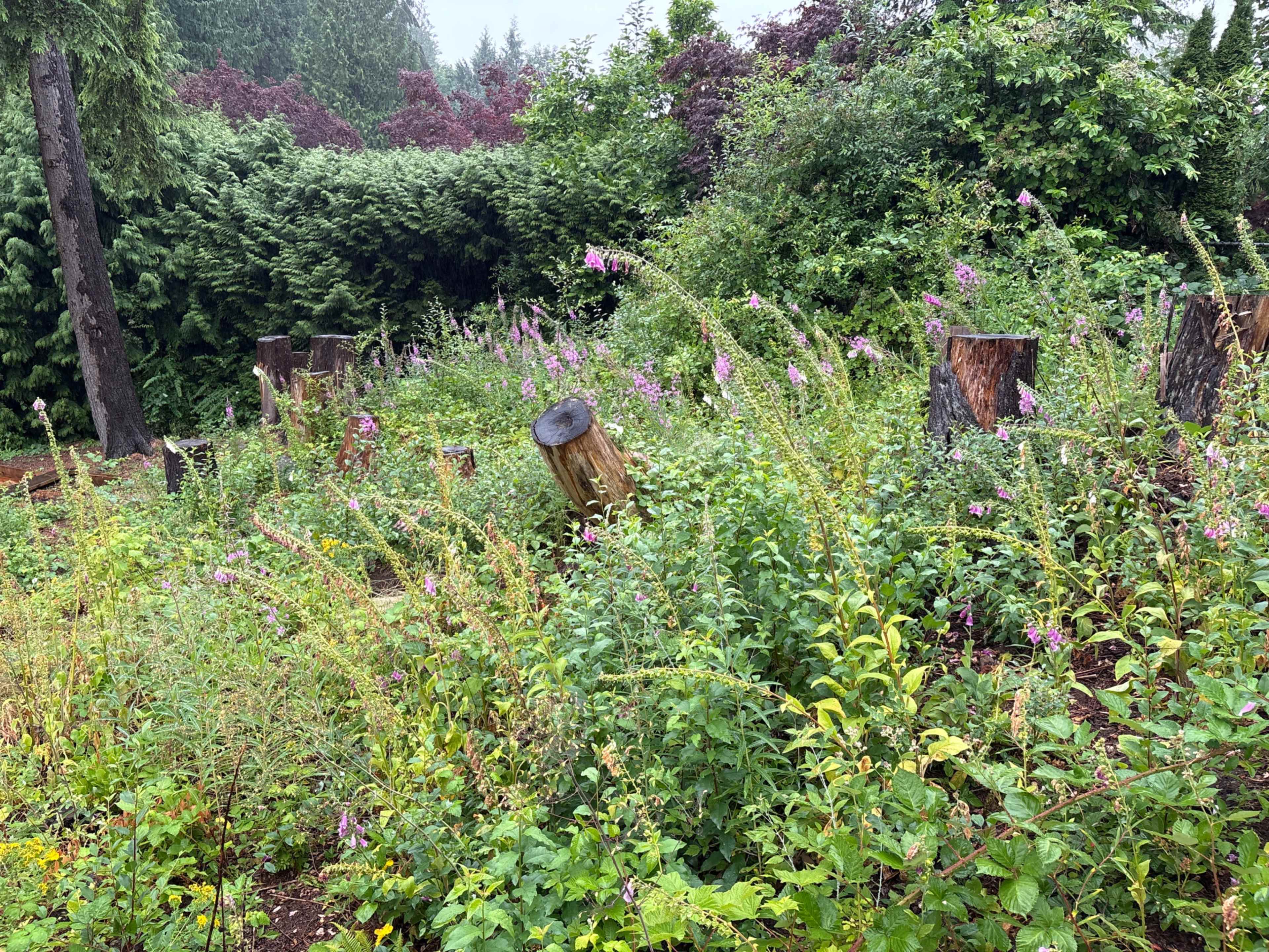 The image shows a patch of wild vegetation, including various plants and pink flowers, among tree stumps in a forested area.