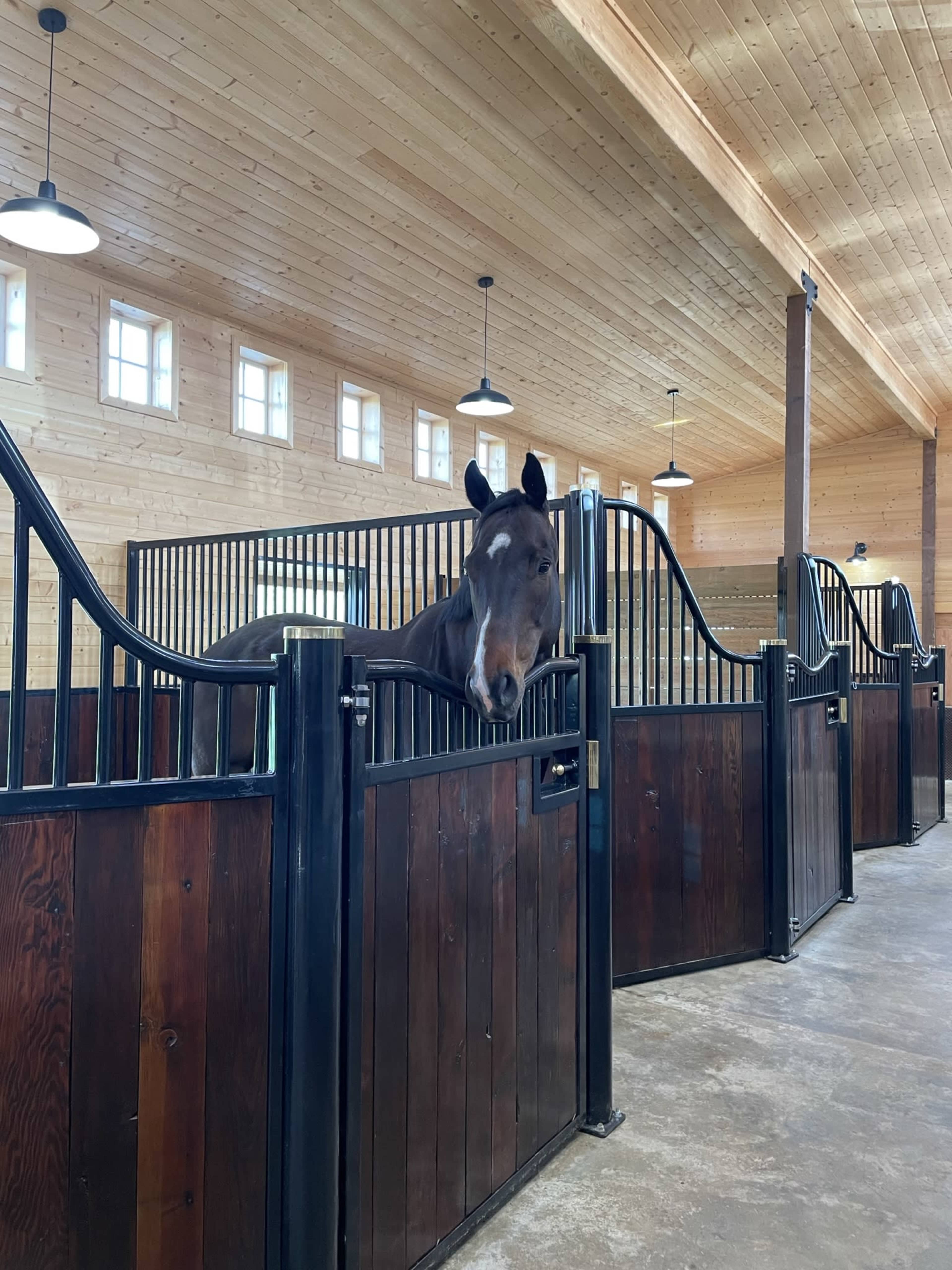 A brown horse leans over the open door of a wooden stall inside a barn with a high wooden ceiling and overhead lights.