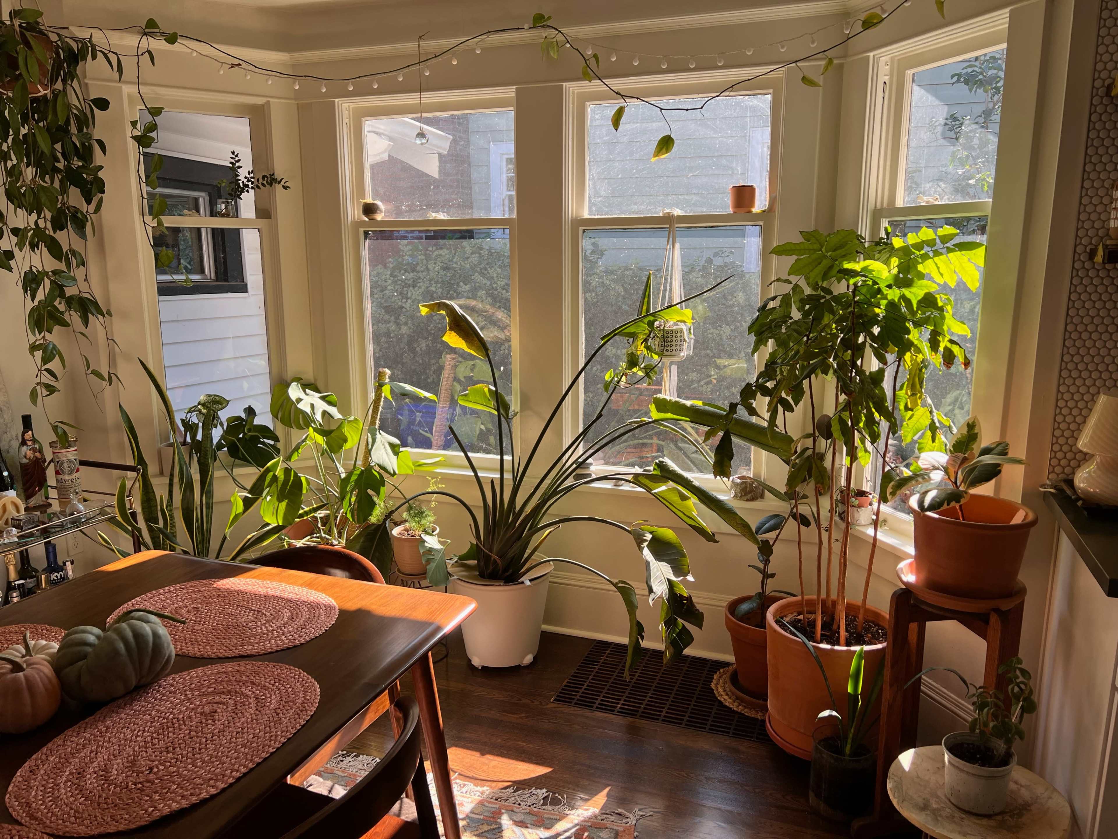 A bright kitchen corner features a wooden table surrounded by houseplants, with large windows allowing sunlight to stream in.