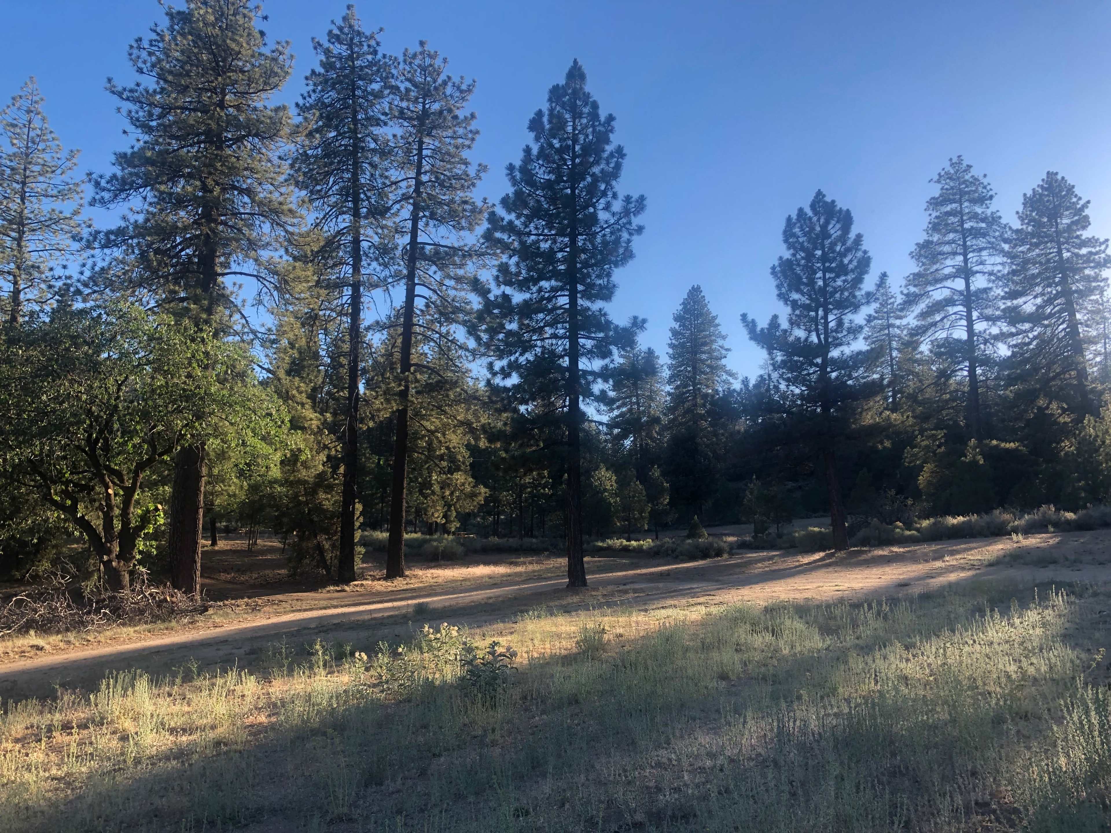 A sunlit forest with tall pine trees and a dirt path running through an area of grass and shrubs.