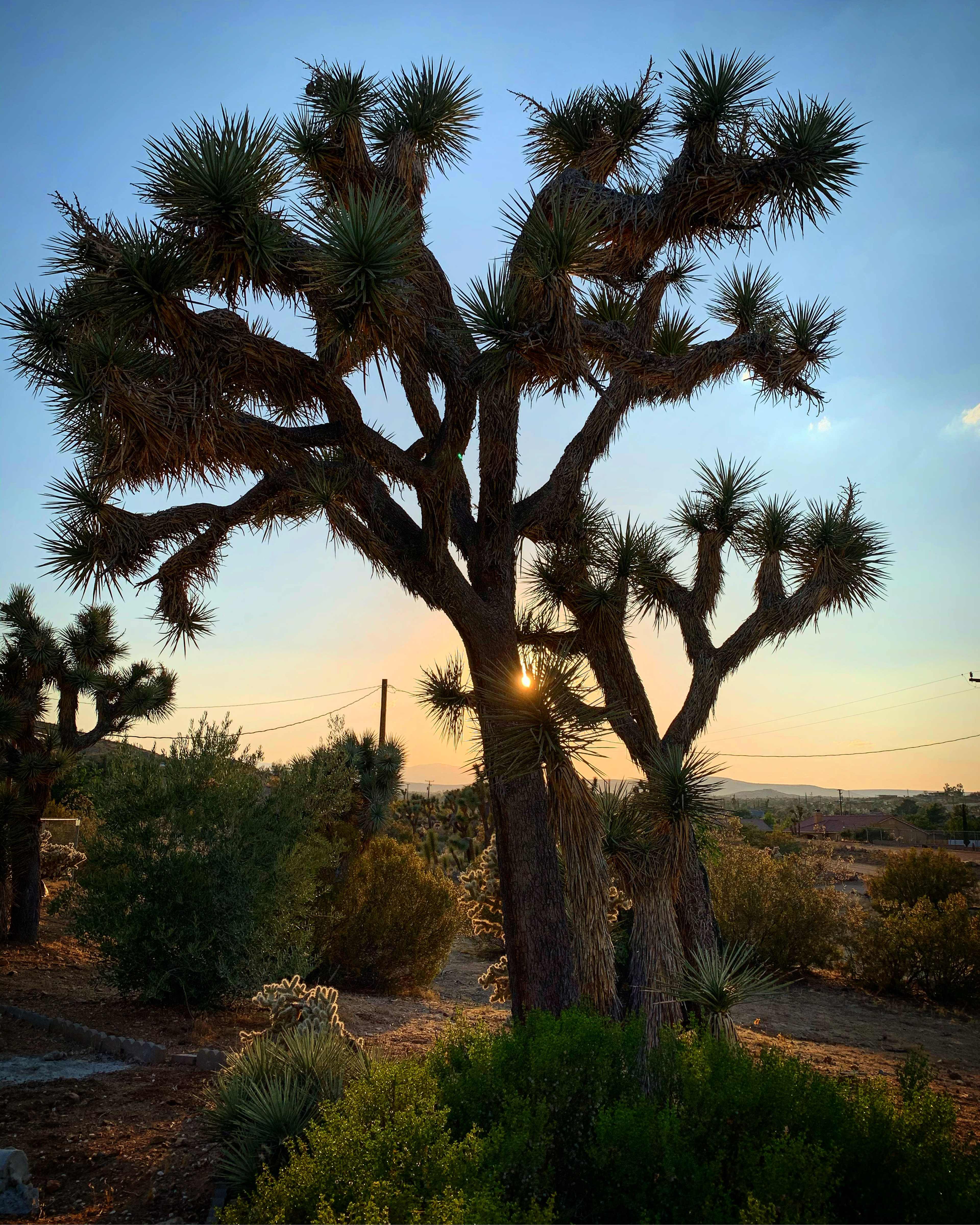 Multiple Joshua trees silhouetted against a sunset in a desert landscape.