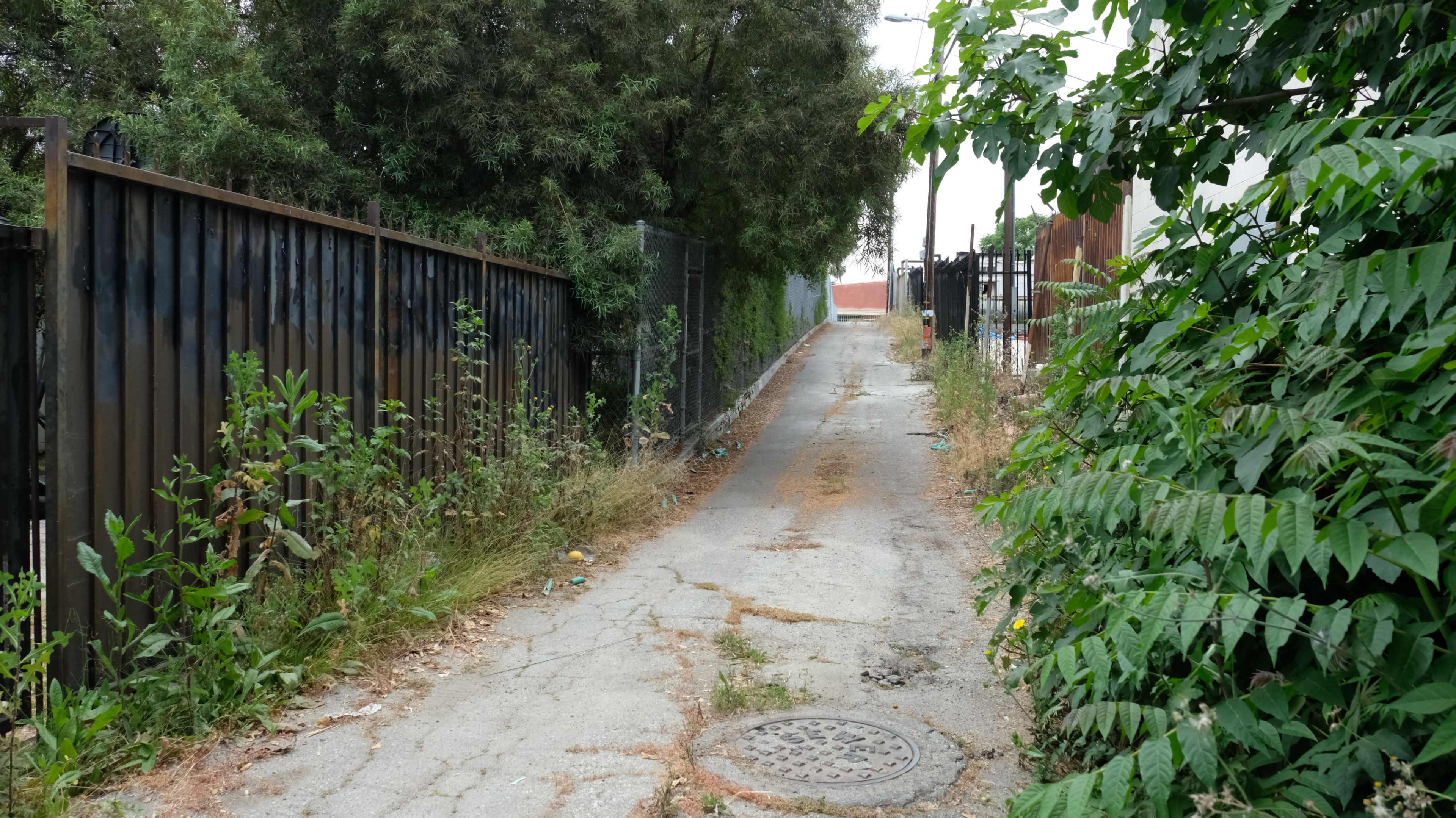 A narrow, overgrown pathway flanked by tall plants and fences on either side.