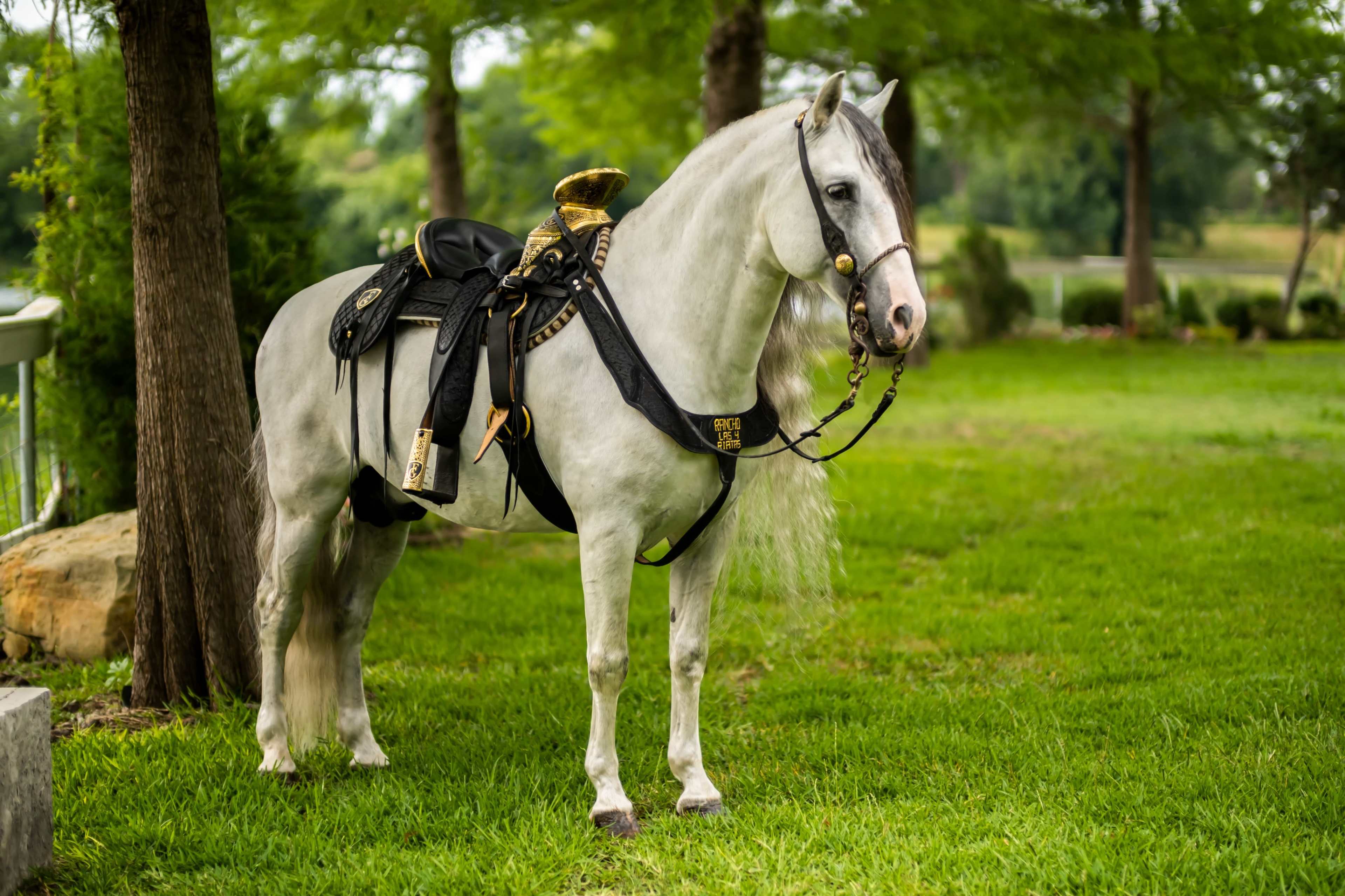A white horse stands beside a tree in a grassy area, adorned with a saddle and reins.