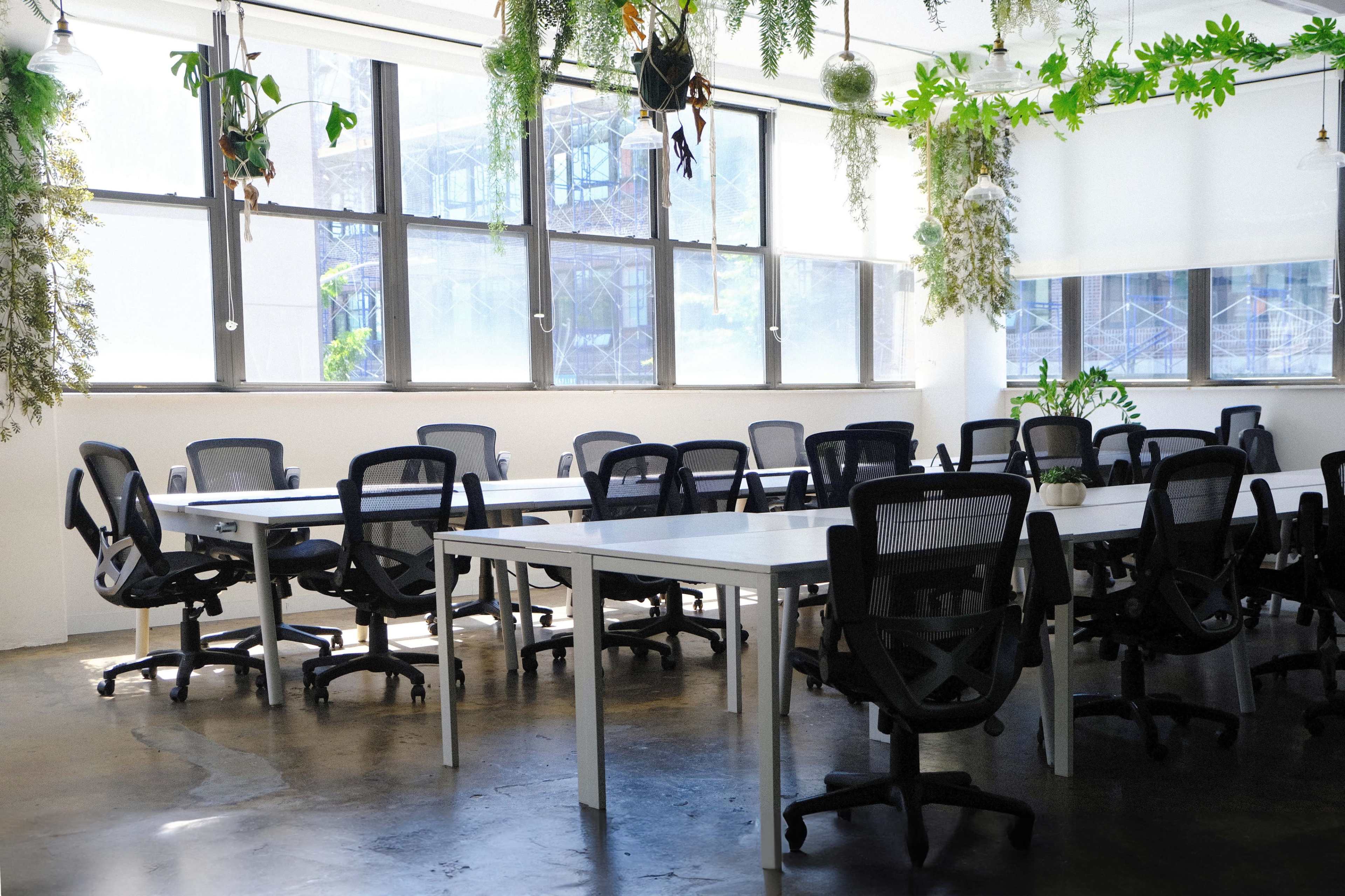 A spacious office interior features white tables, black chairs, and hanging plants near large windows.