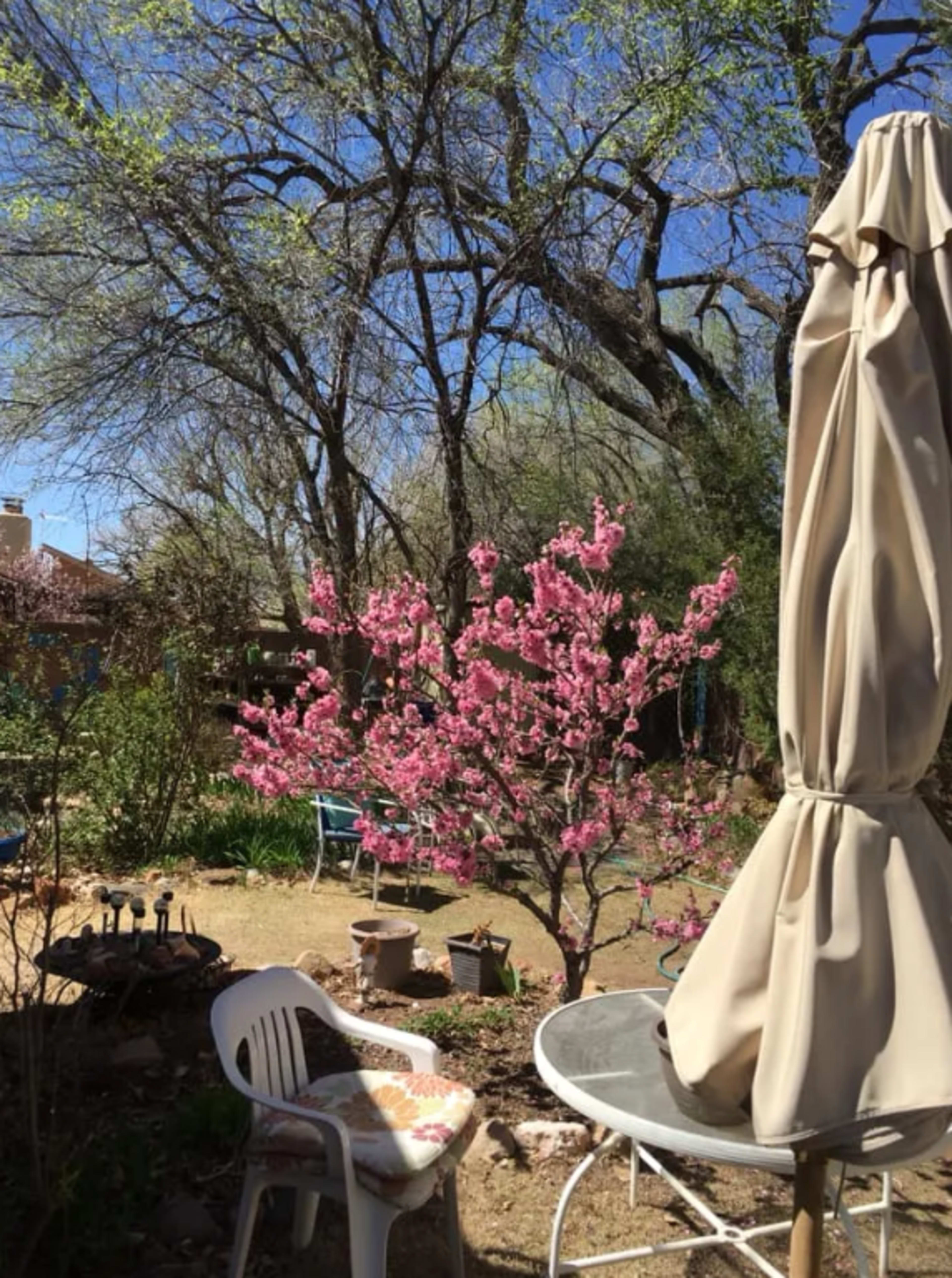 Southwest Boho Garden / House Image in Los Griegos, Albuquerque, NM