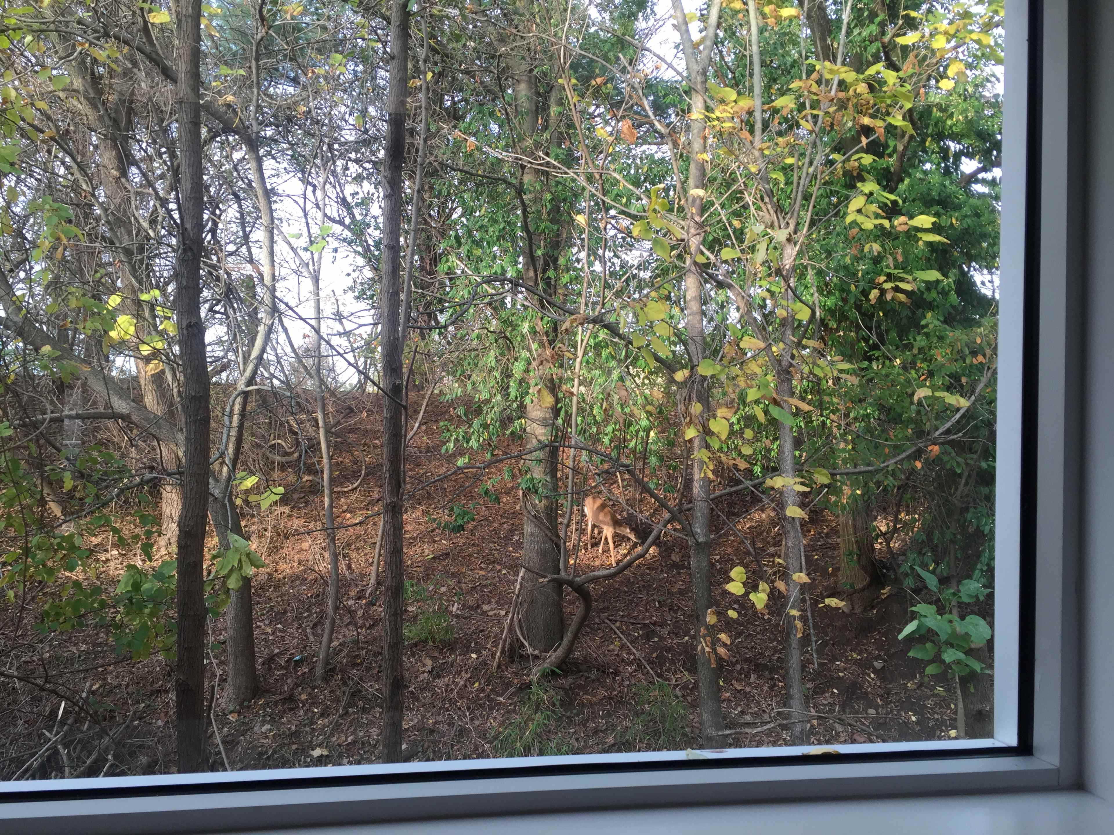 A deer is visible among the trees and foliage in a wooded area outside a window.