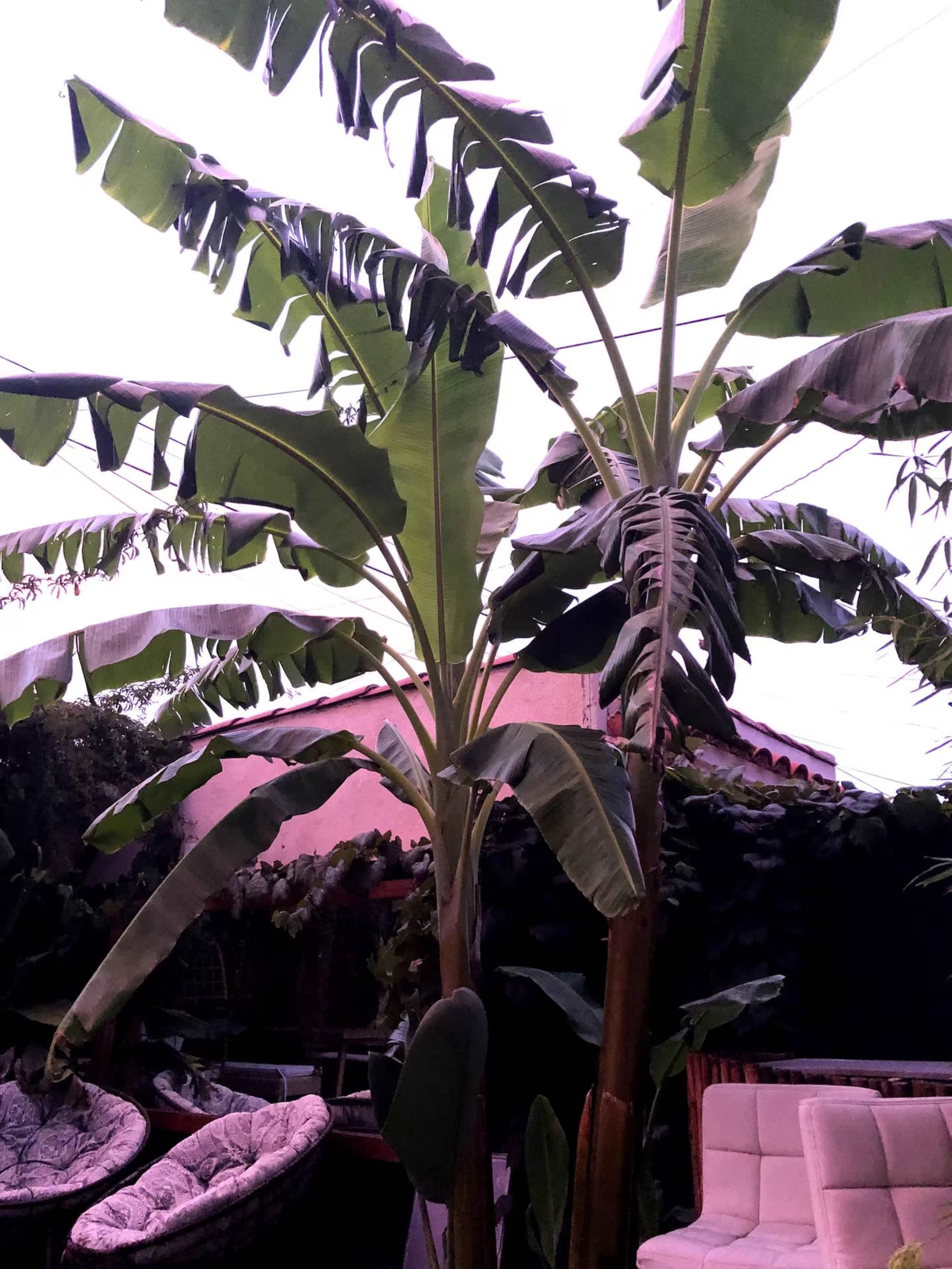 Tropical Backyard Garden & Colorful Courtyard - in the Heart of LA Image in Hyde Park, Los Angeles, CA
