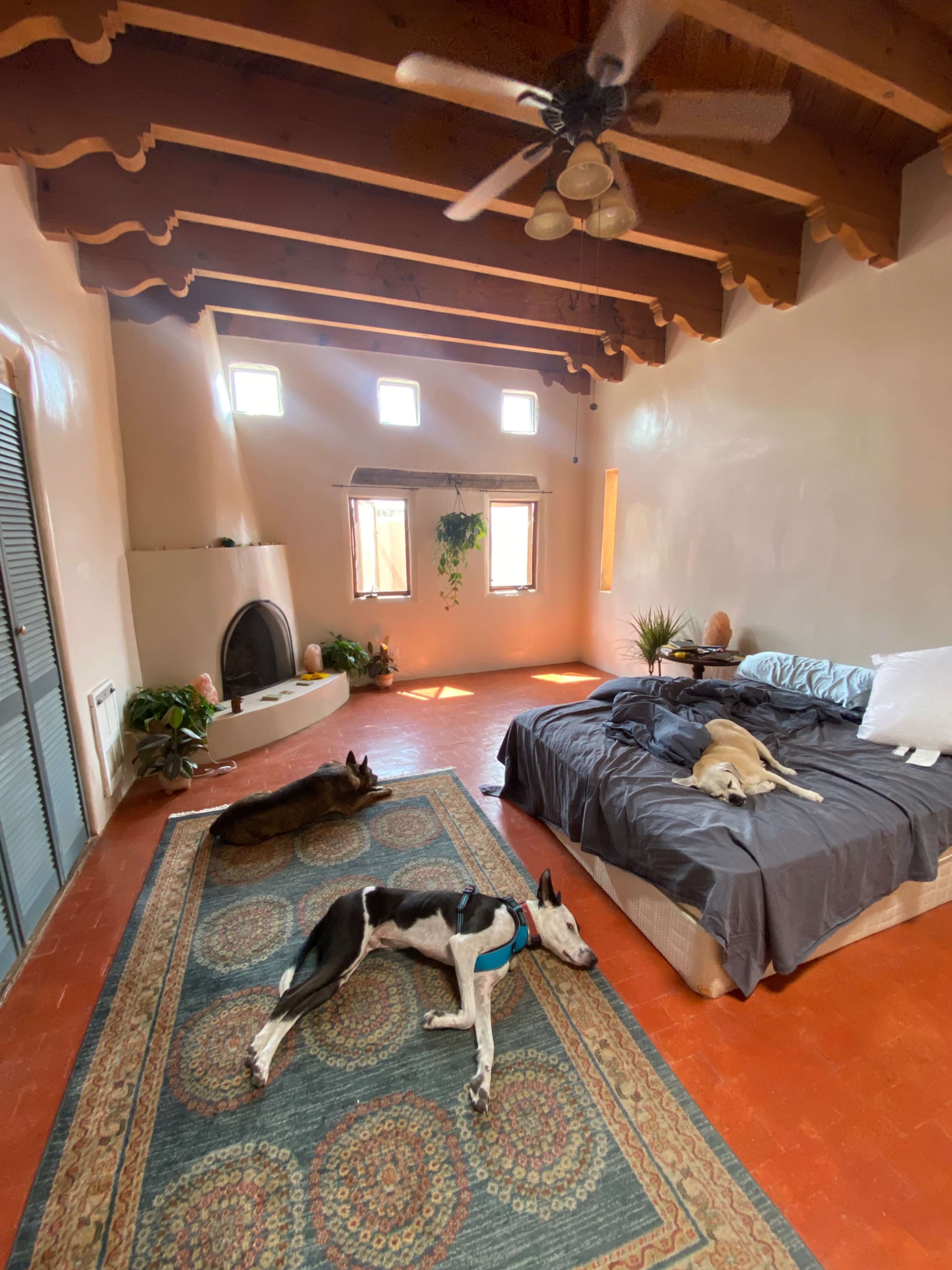 A spacious, sunlit room features a bed, two dogs resting on the floor, and a simple decorative rug.