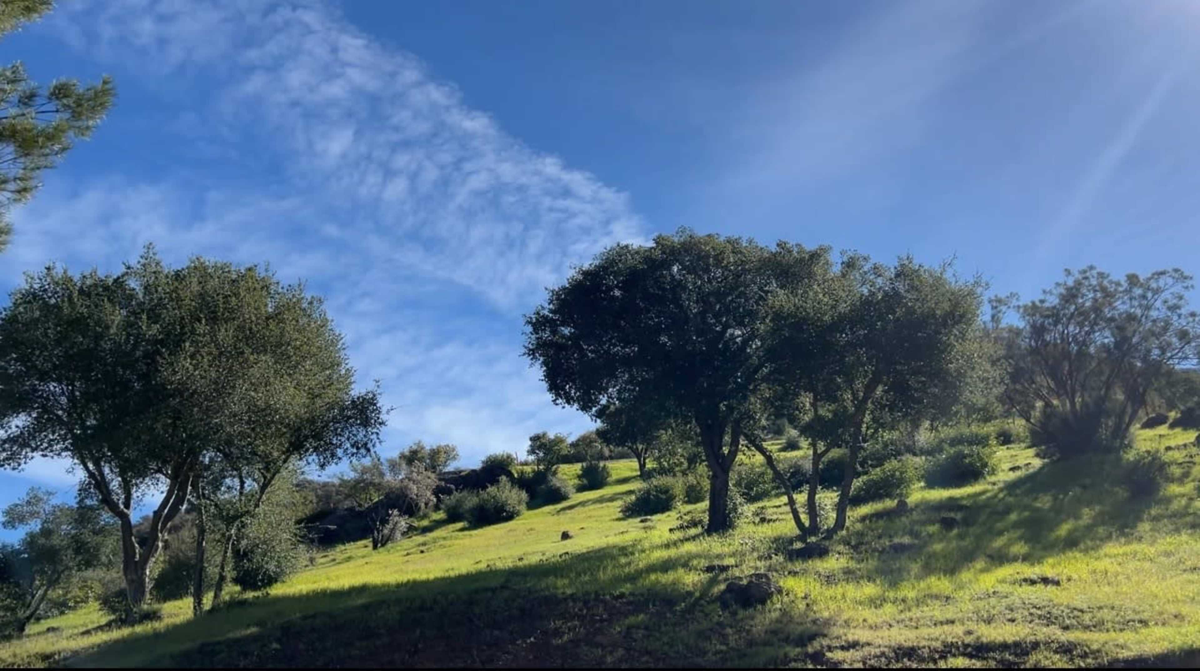 A grassy hillside is dotted with trees under a clear blue sky.