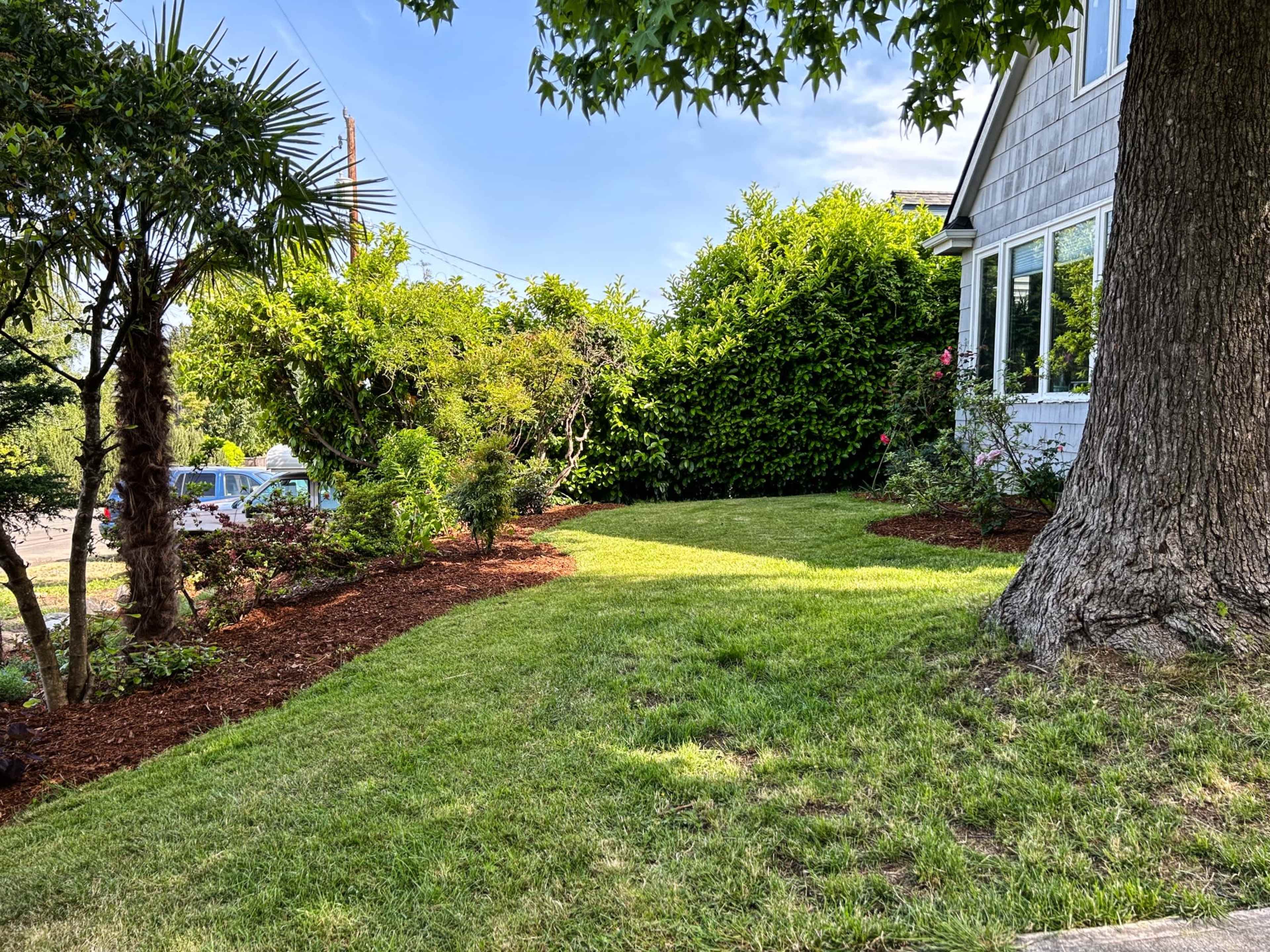 A well-maintained lawn with trees and shrubs alongside a house.