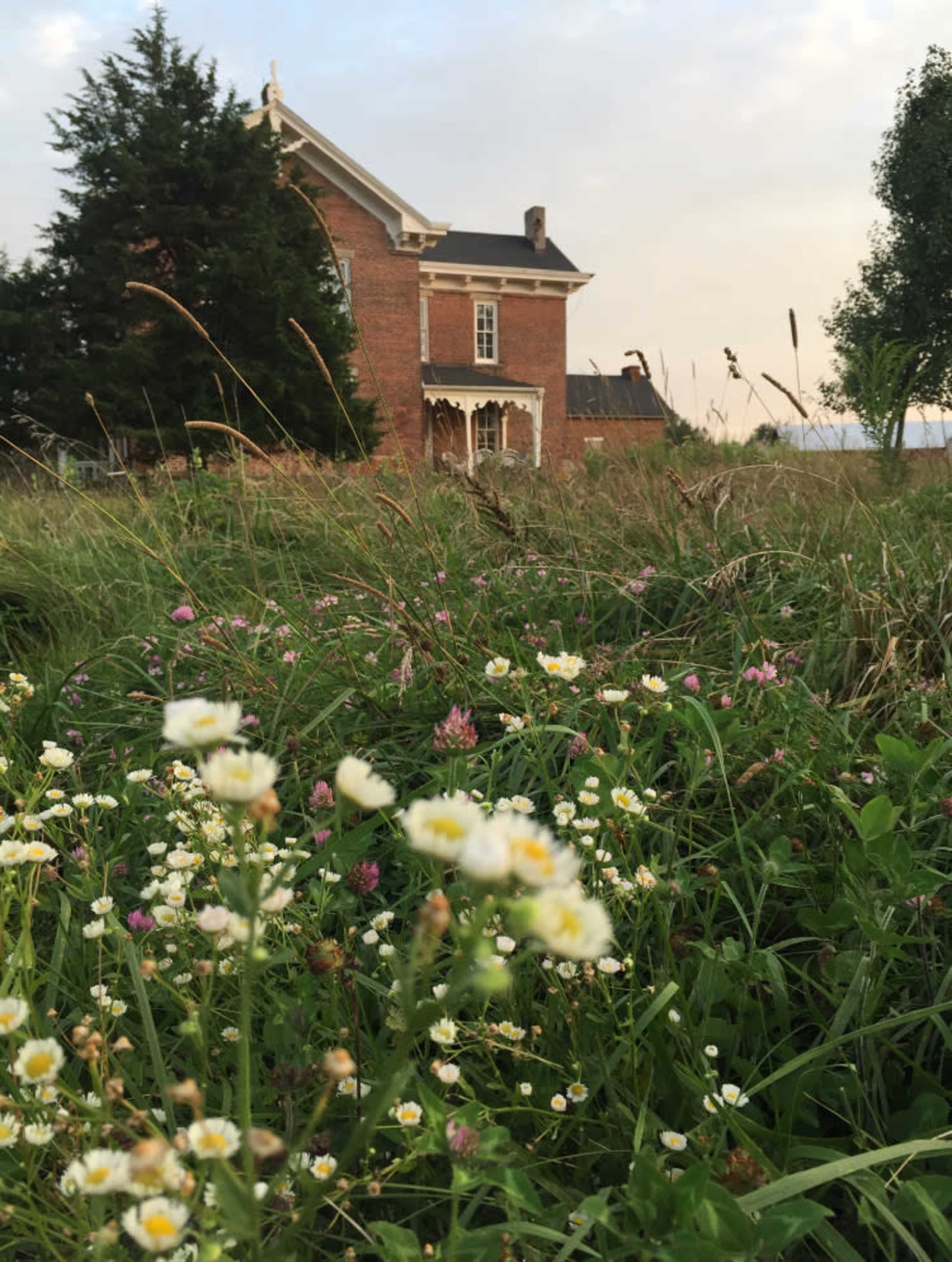 A brick house stands in the background surrounded by tall grass and wildflowers in the foreground.