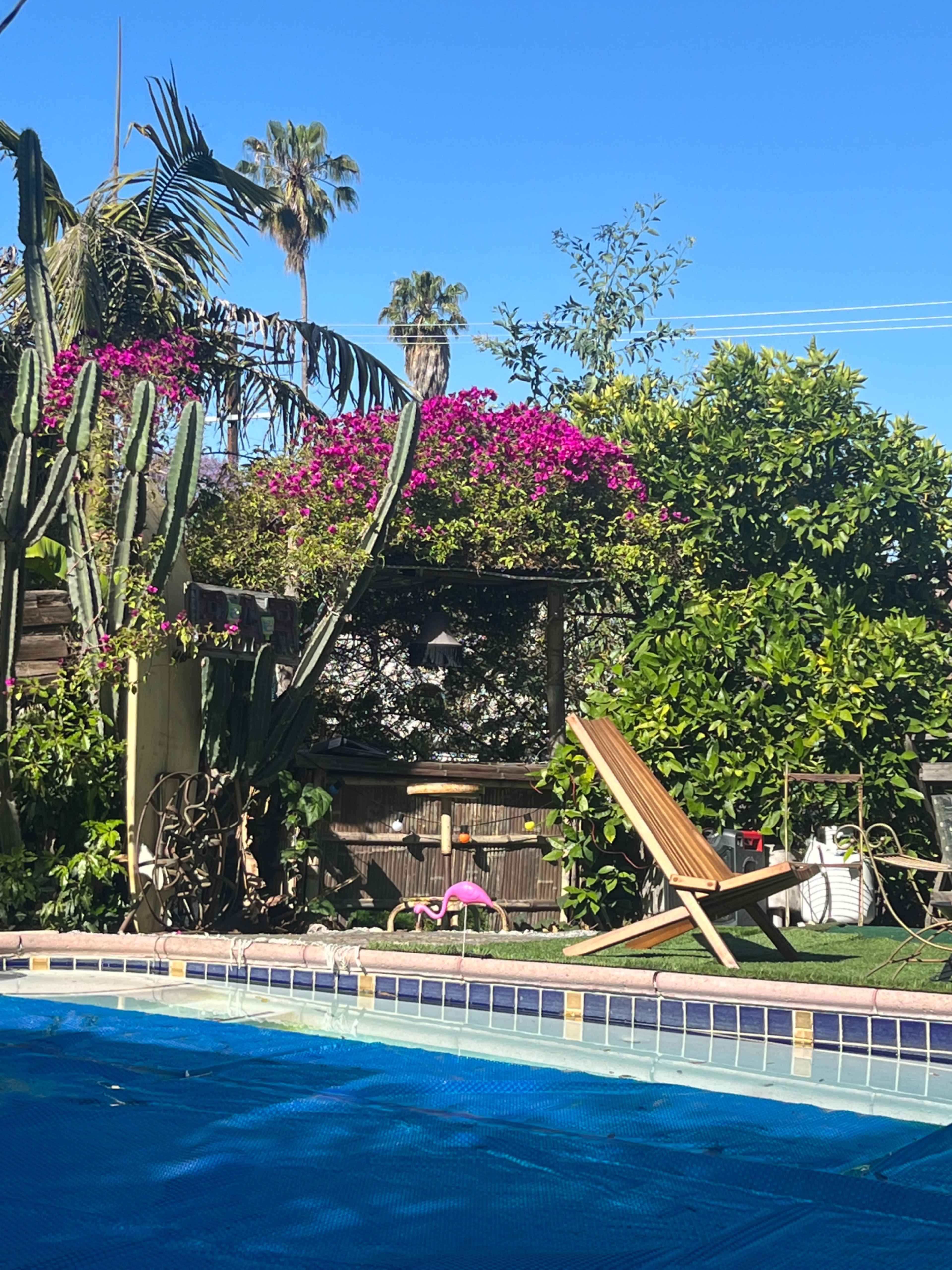 A swimming pool surrounded by tropical plants, a wooden lounge chair, and vibrant pink bougainvillea against a clear blue sky.