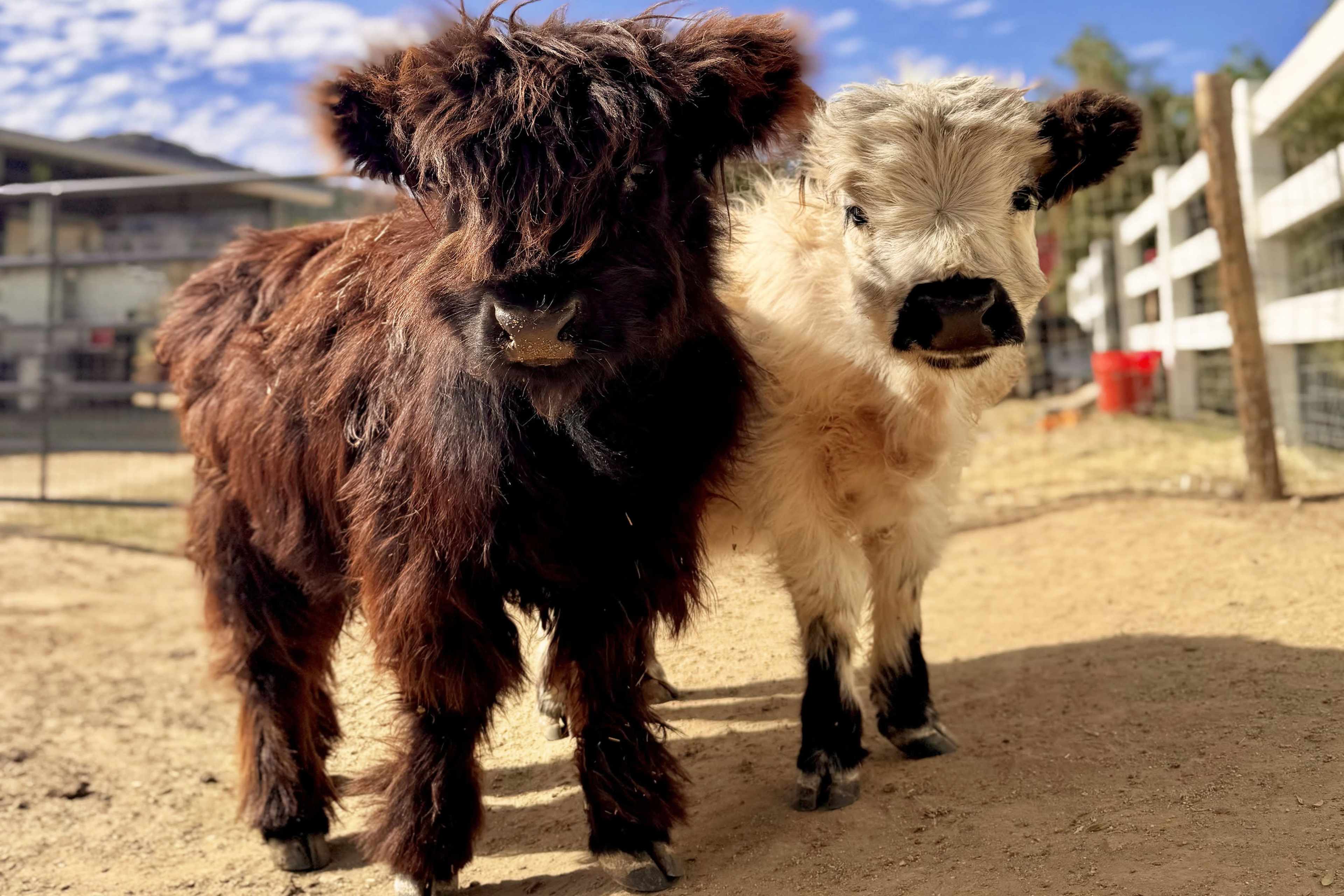 Pristine Farm Venue w/ Panoramic Views, Petting Zoo, Pool Image in Wildomar, WILDOMAR, CA