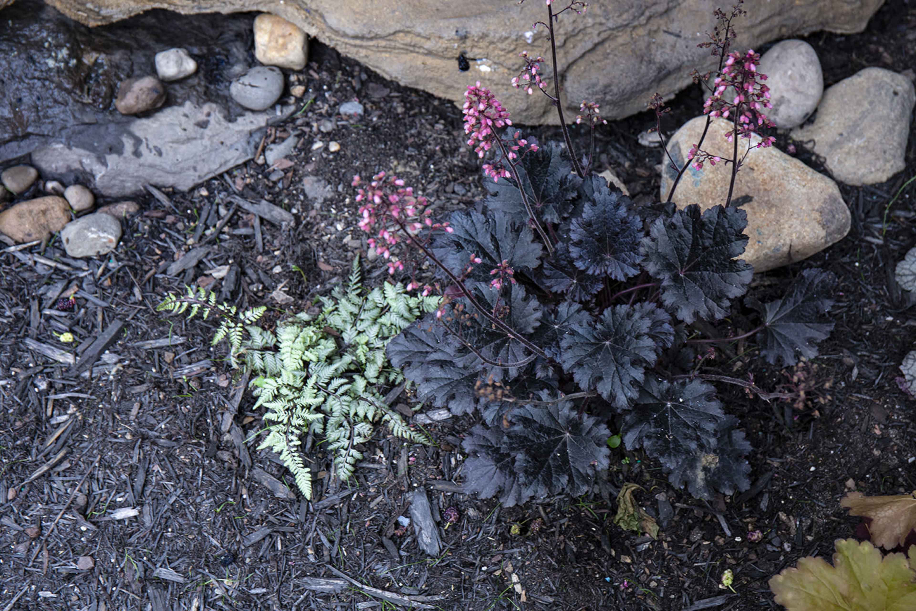 A cluster of dark-leaved plants and a light green fern are growing together near a rocky area with small stones.