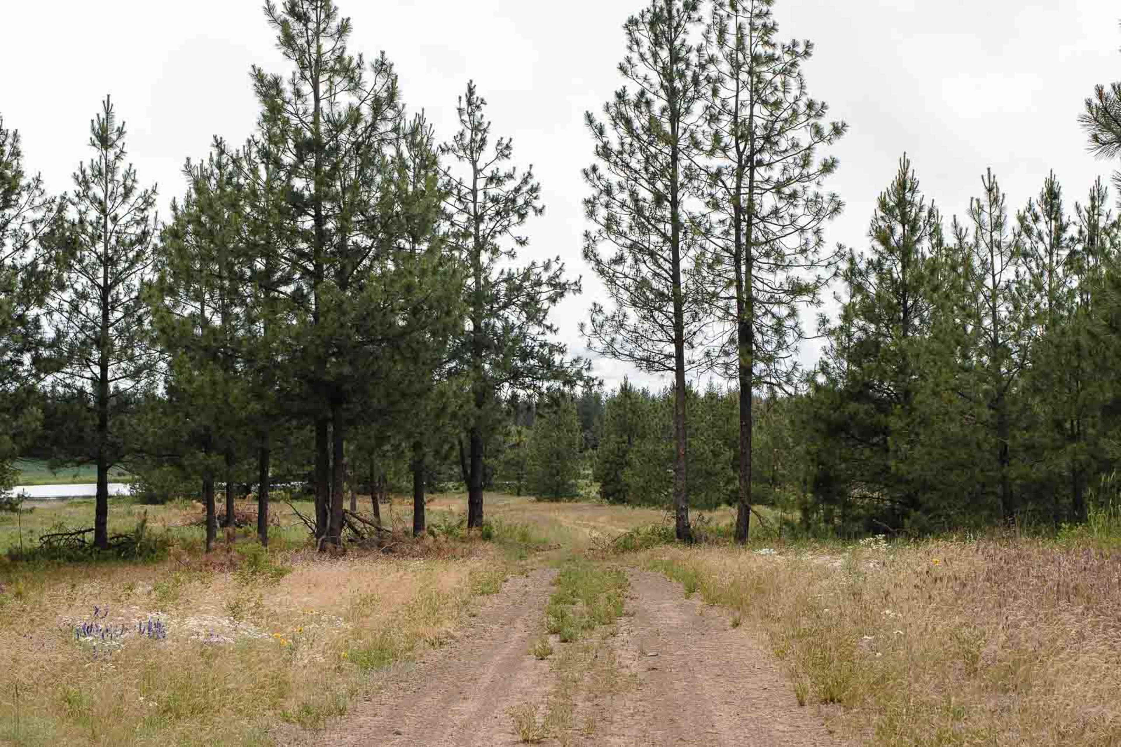 A dirt path leads through a grassy area bordered by tall pine trees.