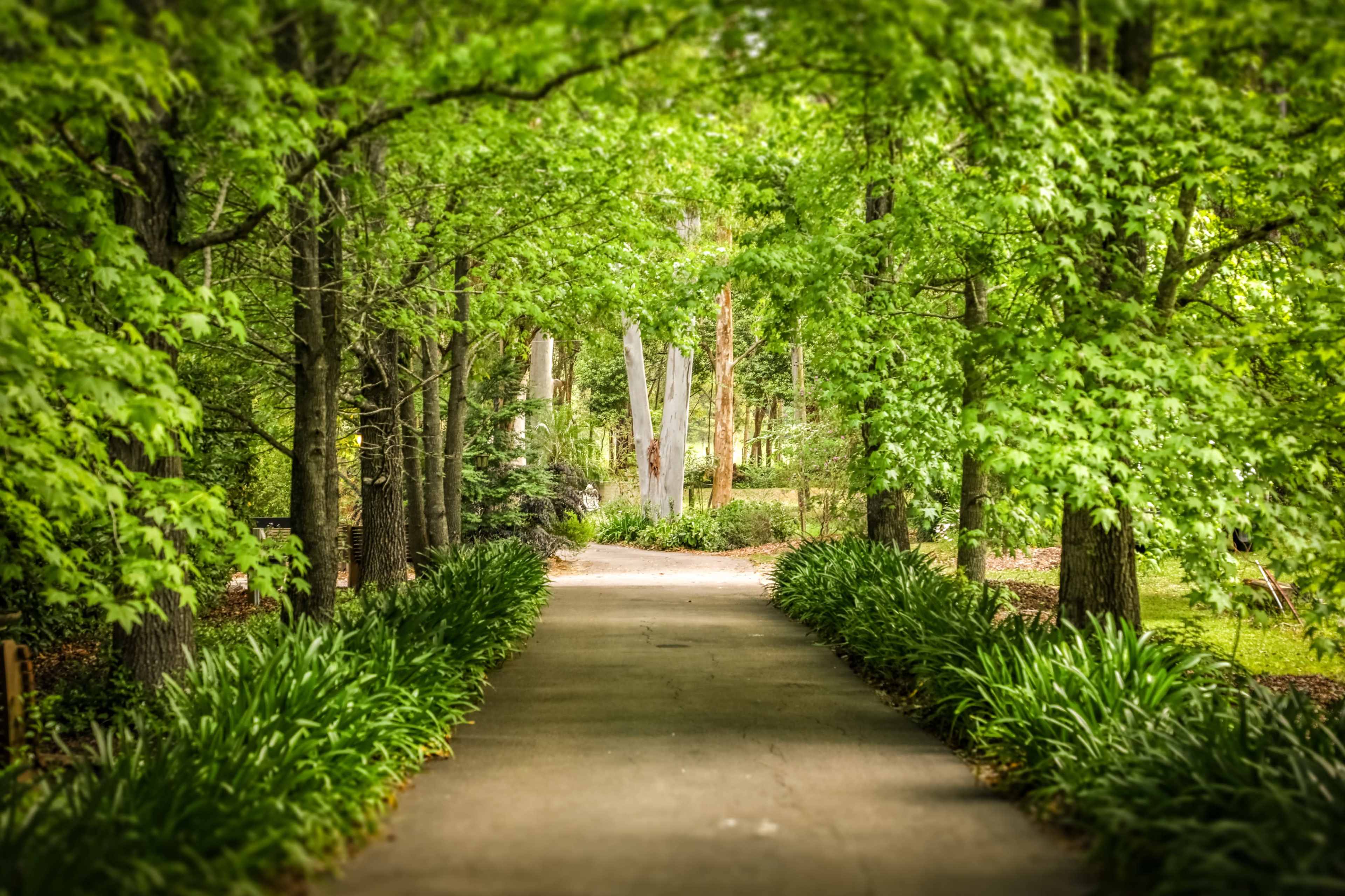 A concrete pathway lined with greenery leads through a wooded area.