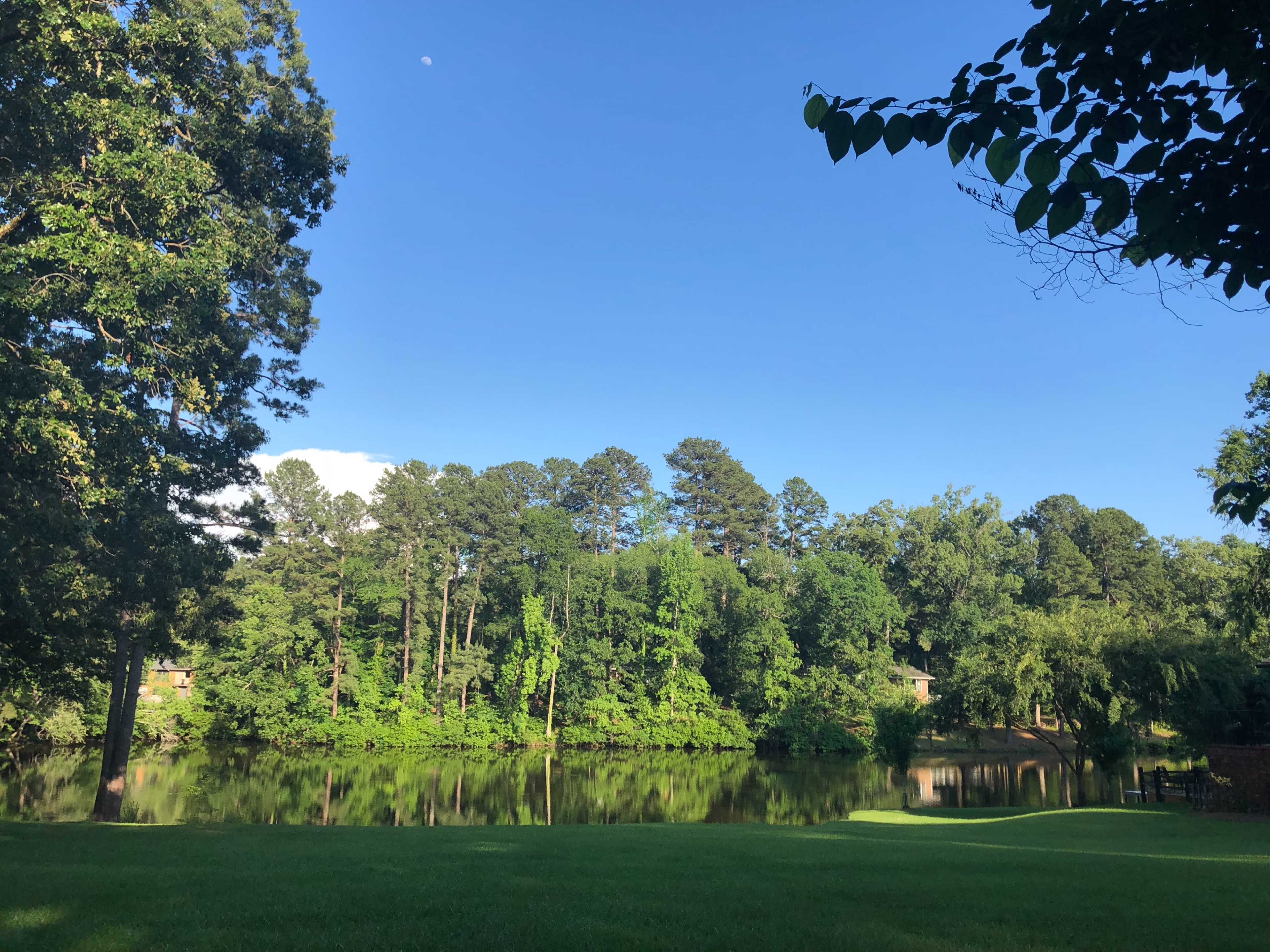 The image shows a calm pond surrounded by dense trees under a clear blue sky.