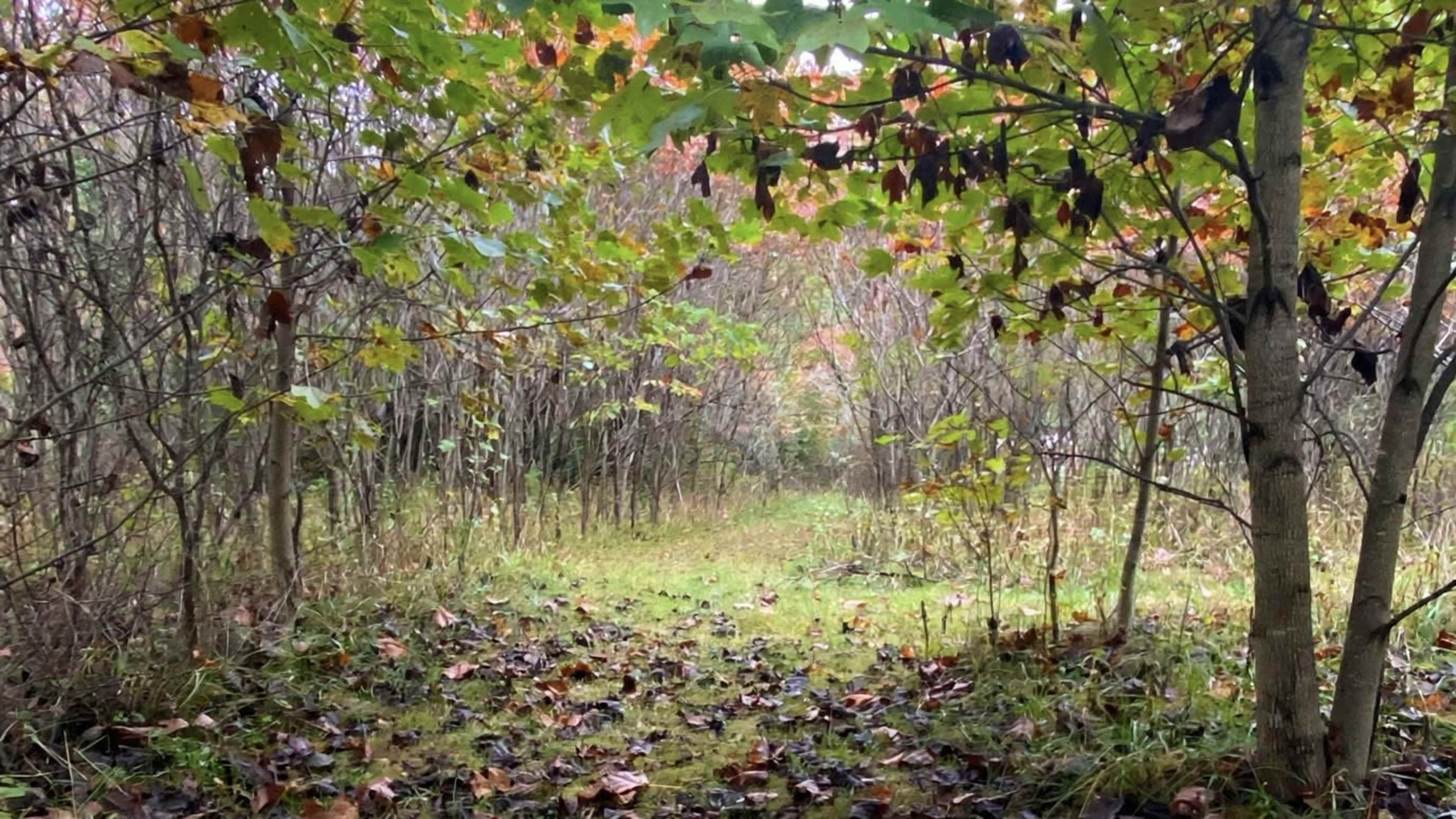 A narrow path lined with trees shows fallen leaves and greenery, leading into a dense forest.