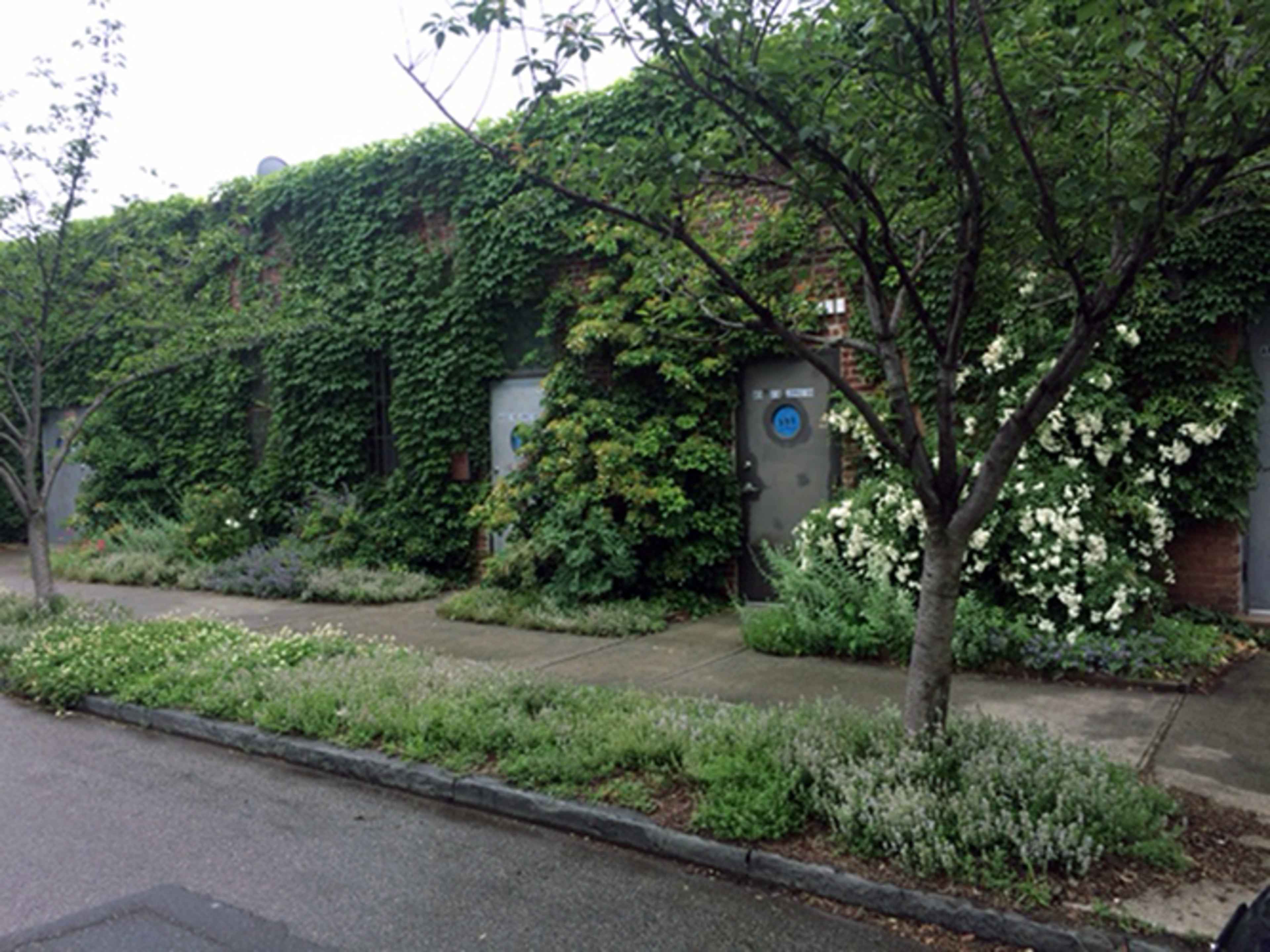 A building covered in ivy features a pathway lined with various plants and flowers on either side.
