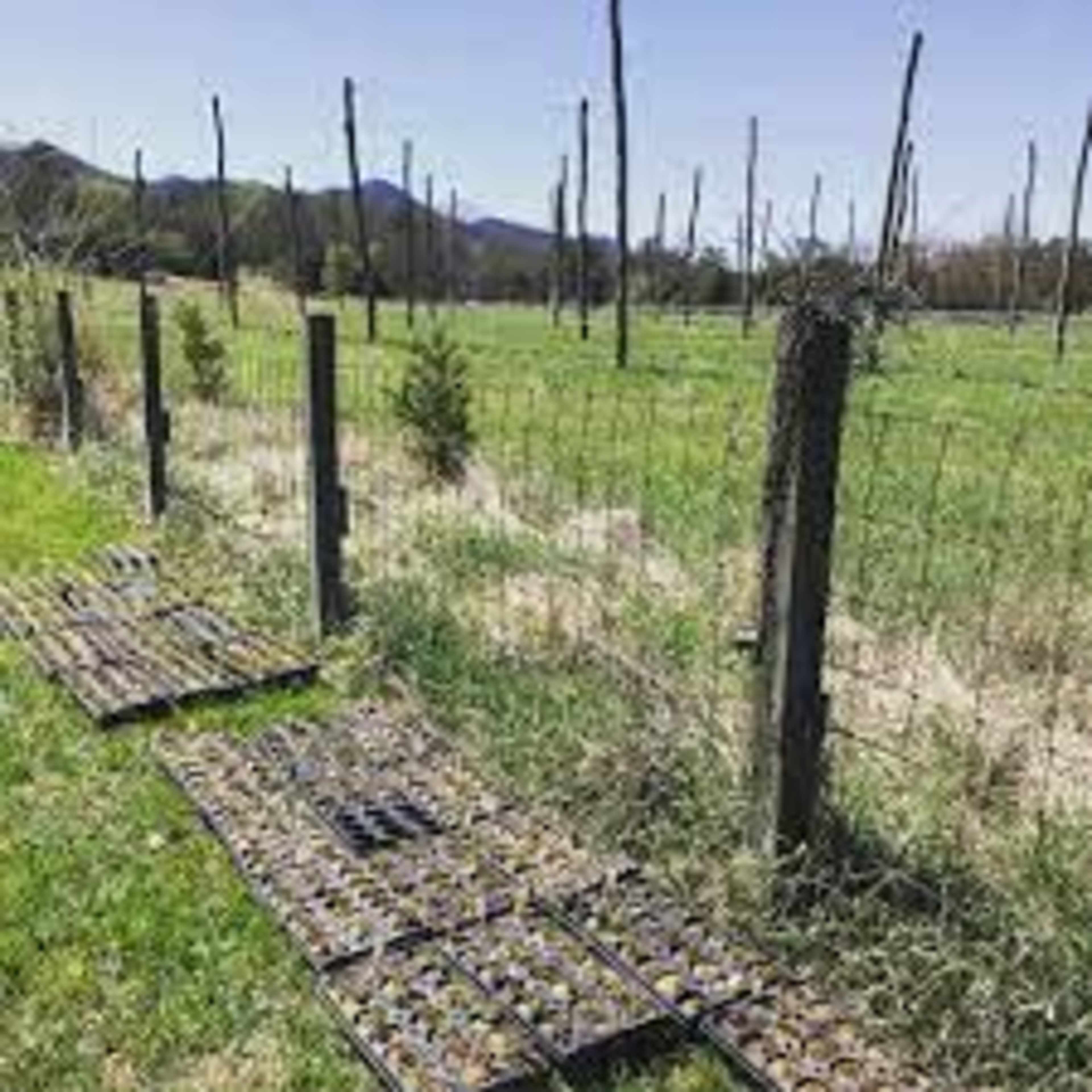 A grassy field with a fence in the foreground and several wooden posts in the background, some of which are barren.