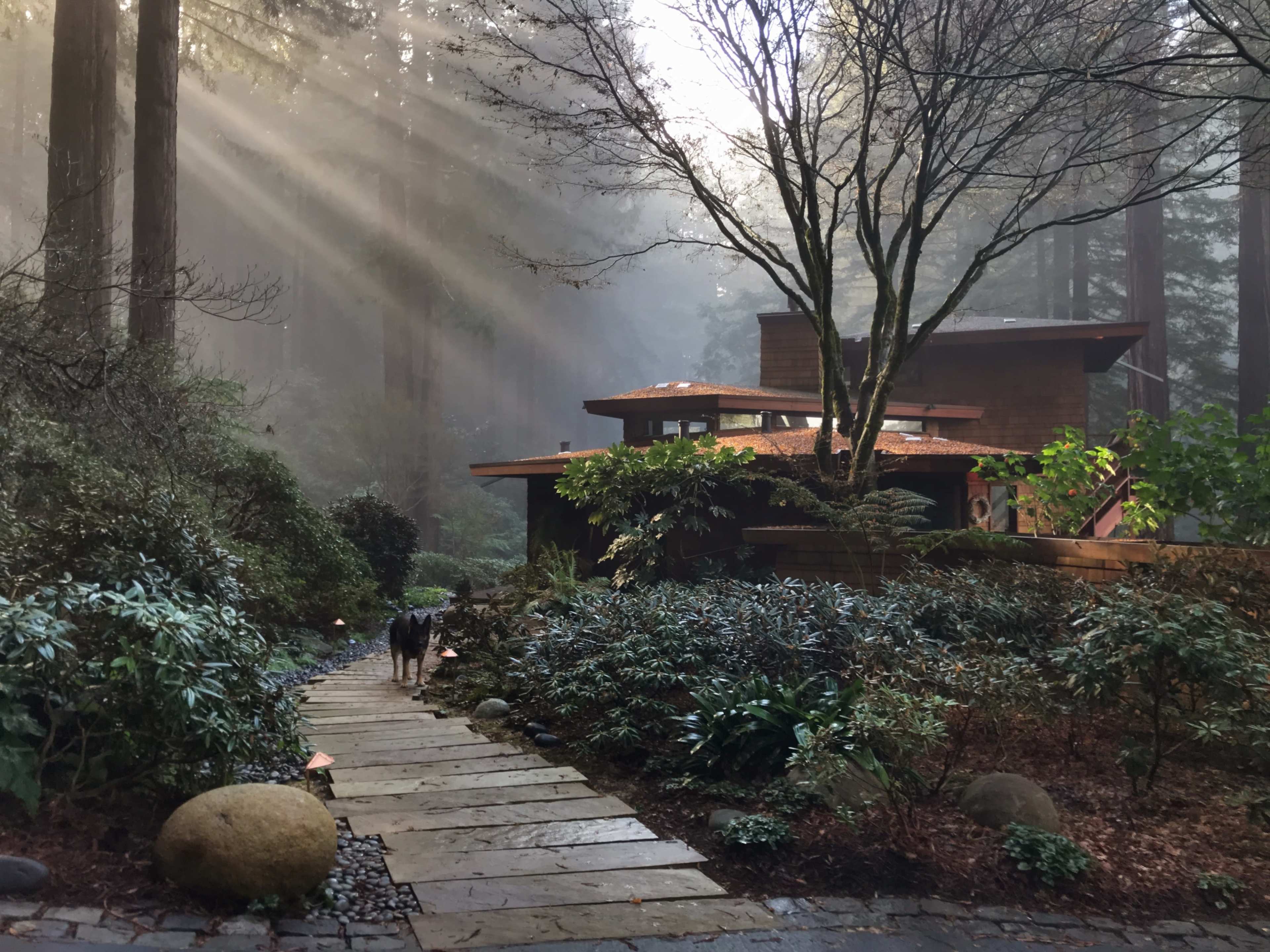 A narrow stone pathway leads through lush vegetation to a house situated among tall trees, with sunlight filtering through the misty atmosphere.