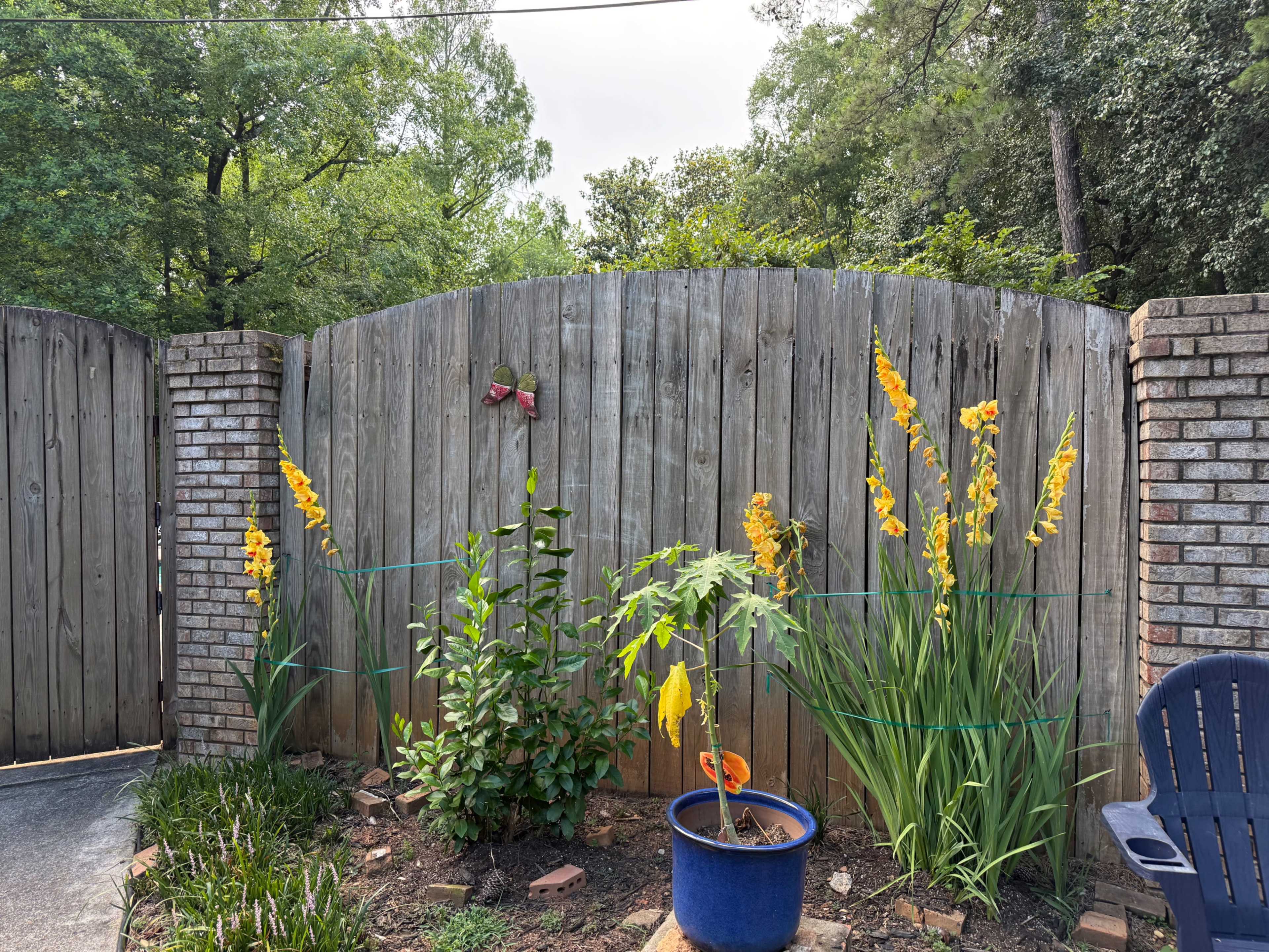The image shows a wooden fence with yellow gladiolus flowers and a potted plant in front of it.