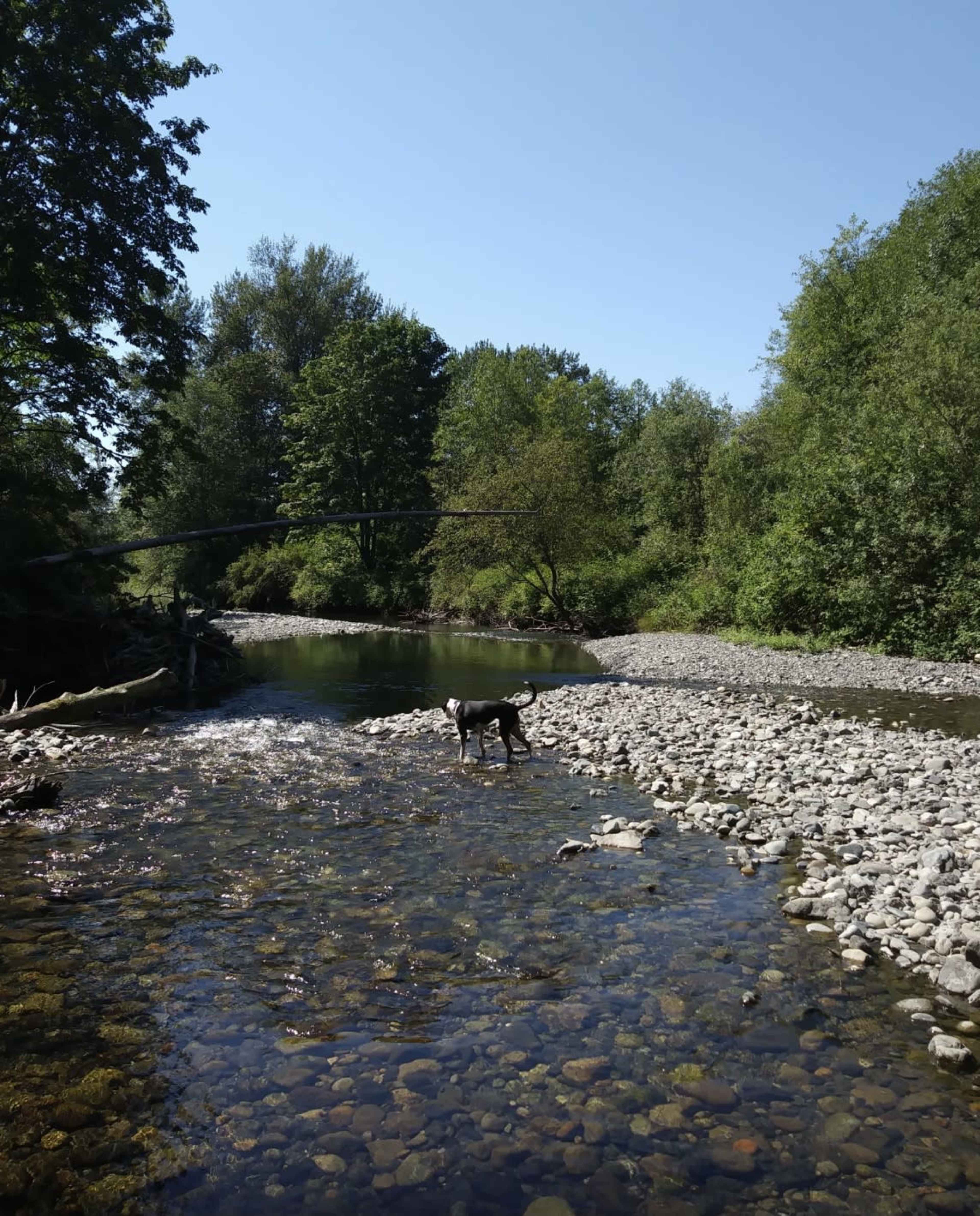 A dog stands in a shallow, rocky river surrounded by lush greenery and trees under a clear blue sky.