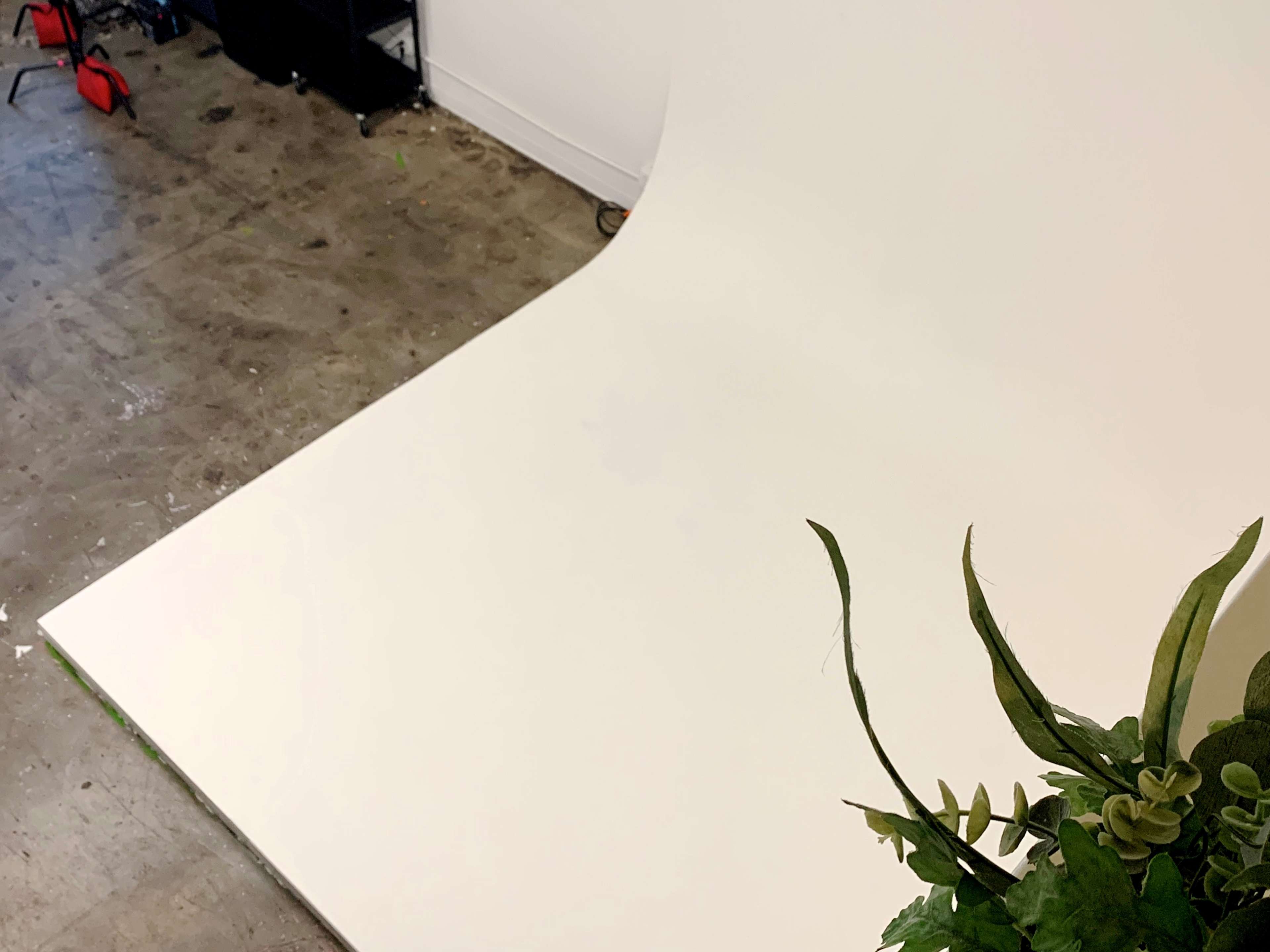 A photography studio with a white backdrop, a corner of a green plant, and some equipment in the background.