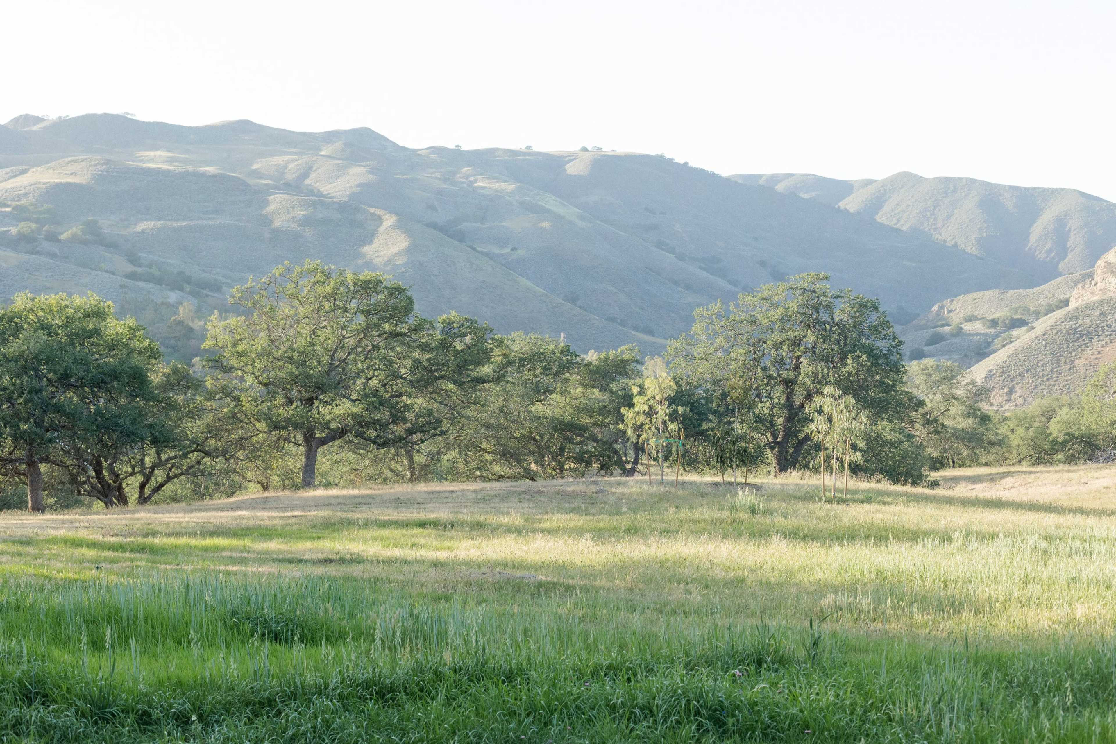 A grassy field bordered by trees, with rolling hills in the background.