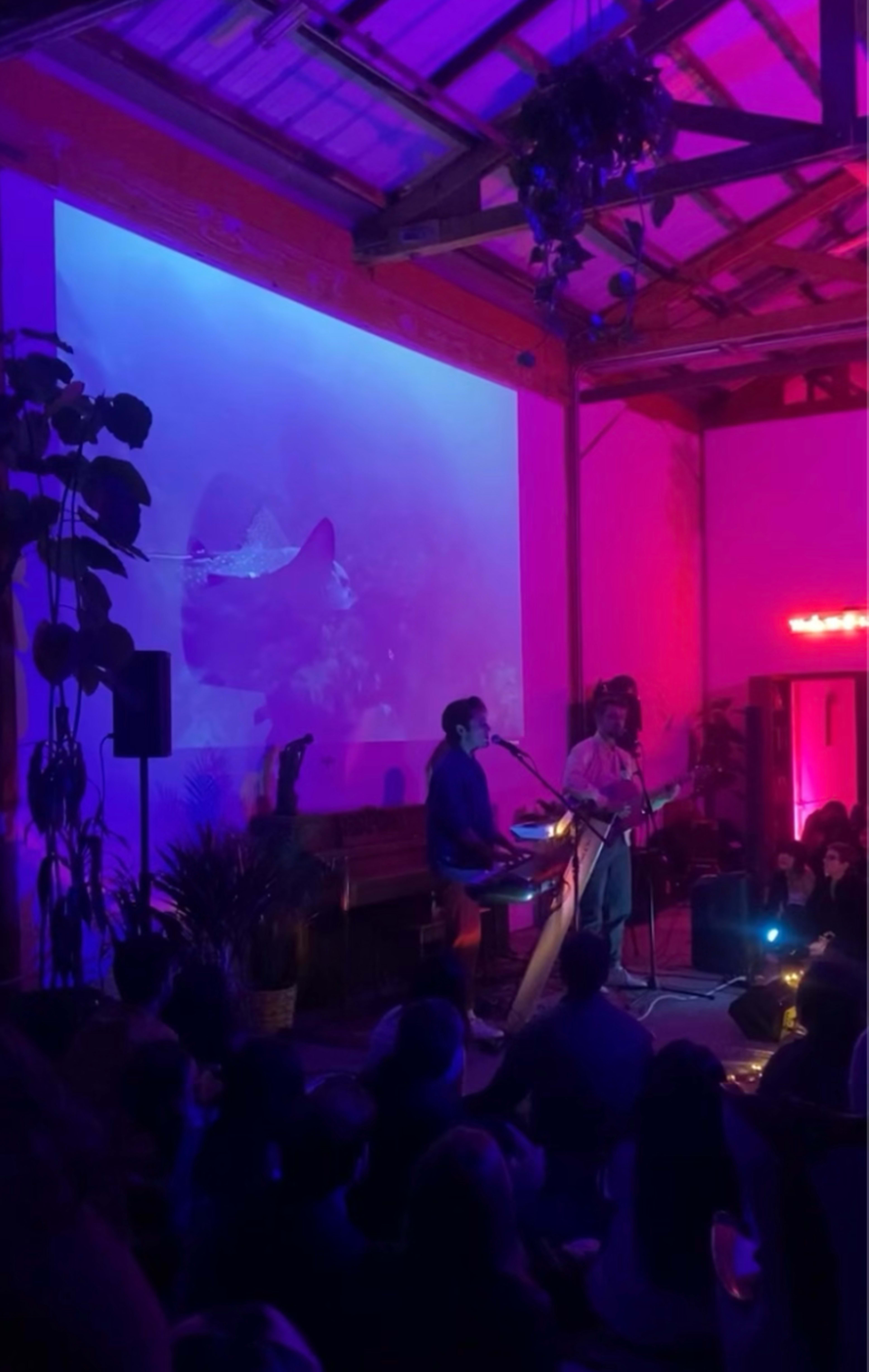 A band performs in a dimly lit venue with a large projection of a swimming stingray on the wall behind them.