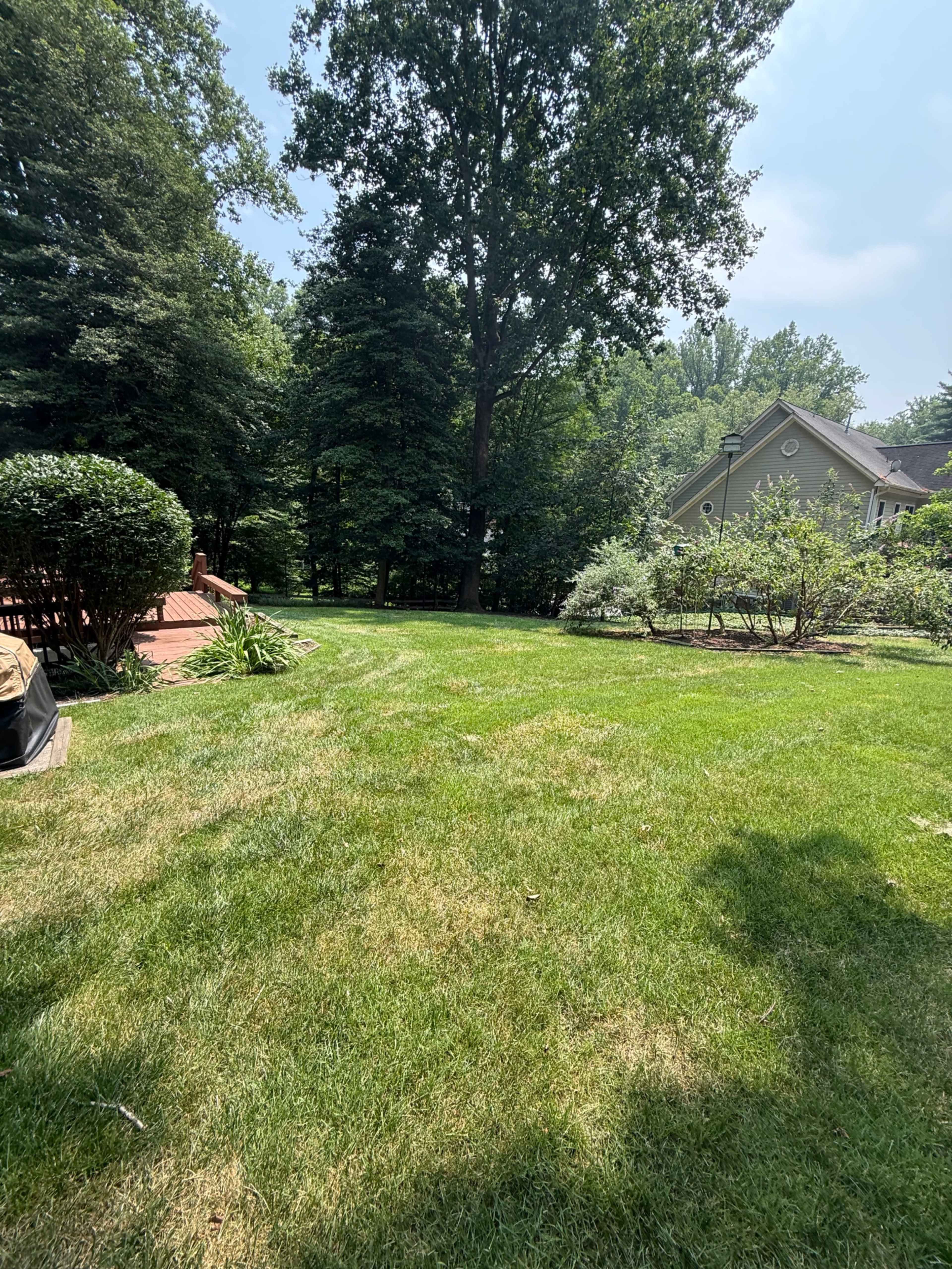 The image shows a sunny backyard with green grass, trees in the background, and a house partially visible on the right side.