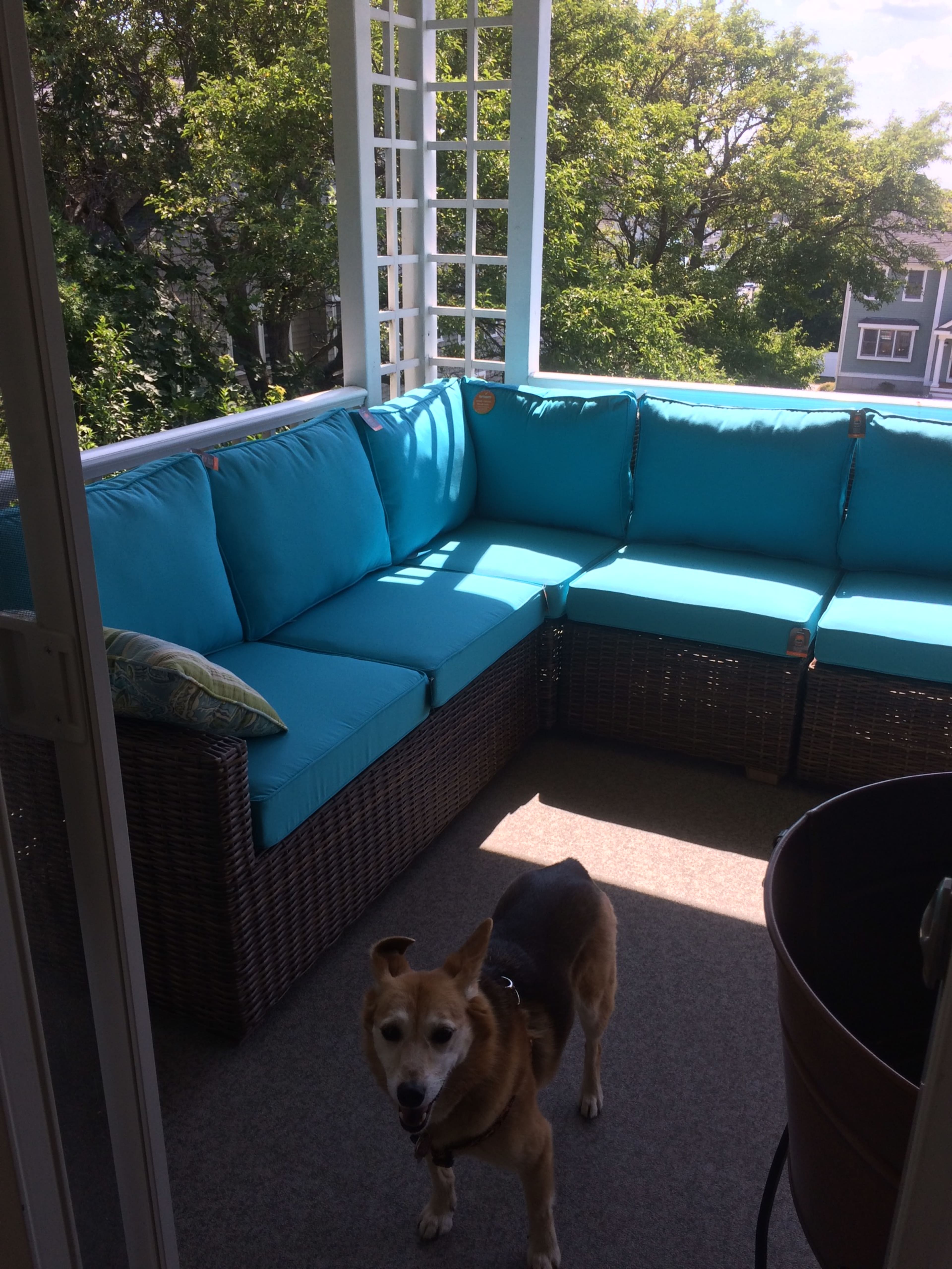 A dog stands on a balcony beside a blue cushioned seating area surrounded by greenery.