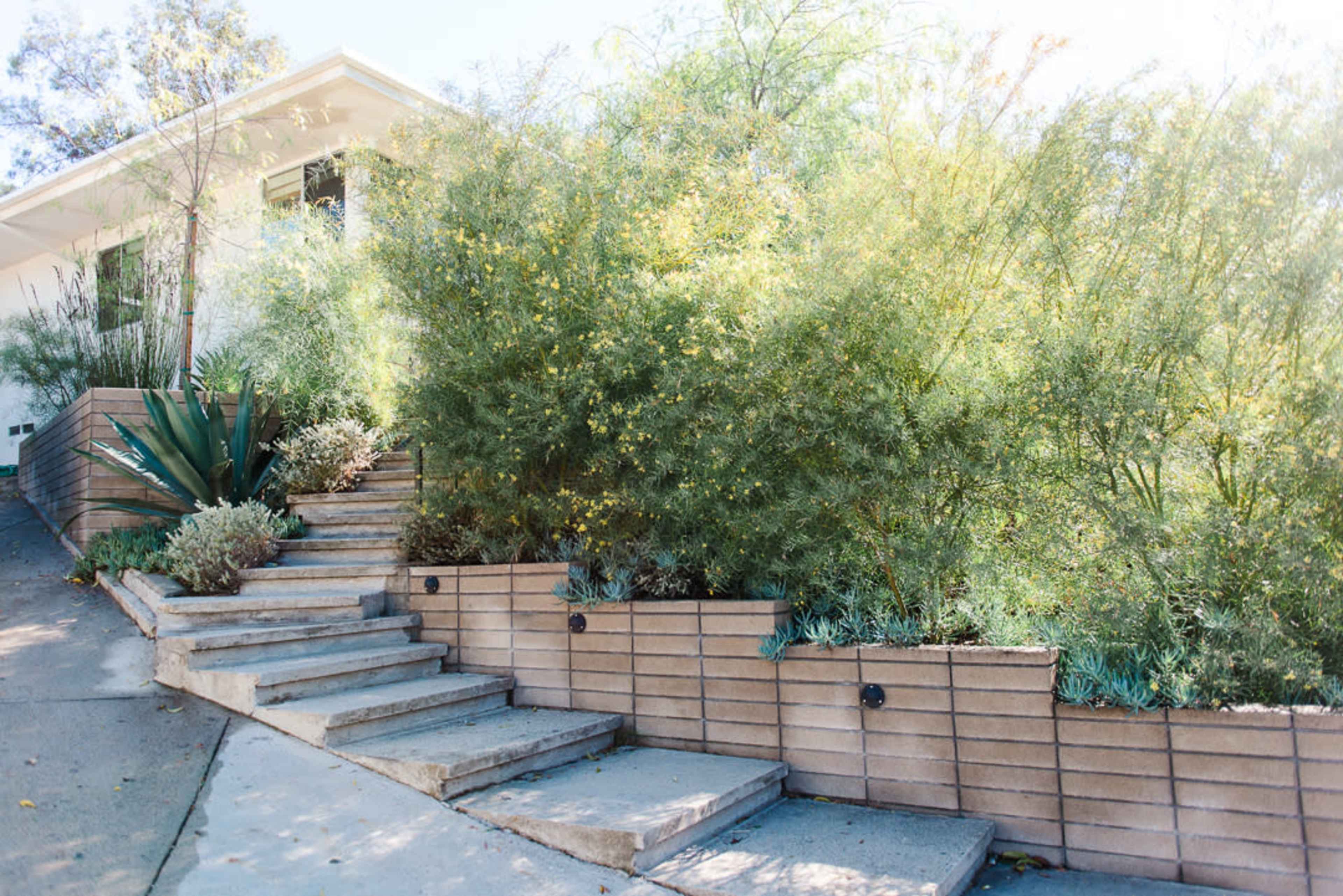 A residential exterior with a walkway of stone steps leading up through a landscaped area filled with greenery and low shrubs.