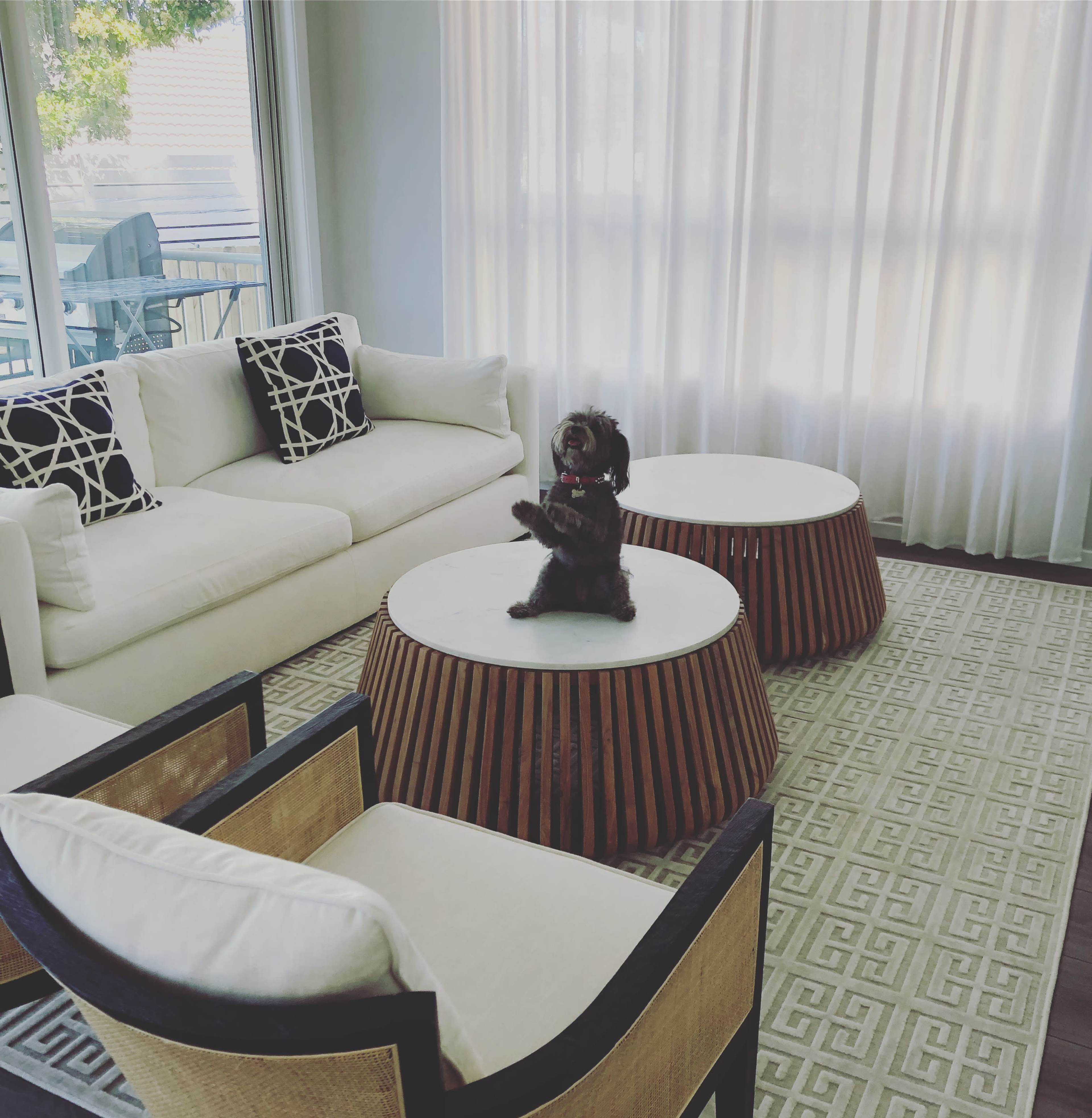 A small dog is sitting on a round coffee table in a bright living room with a white couch and patterned chairs.