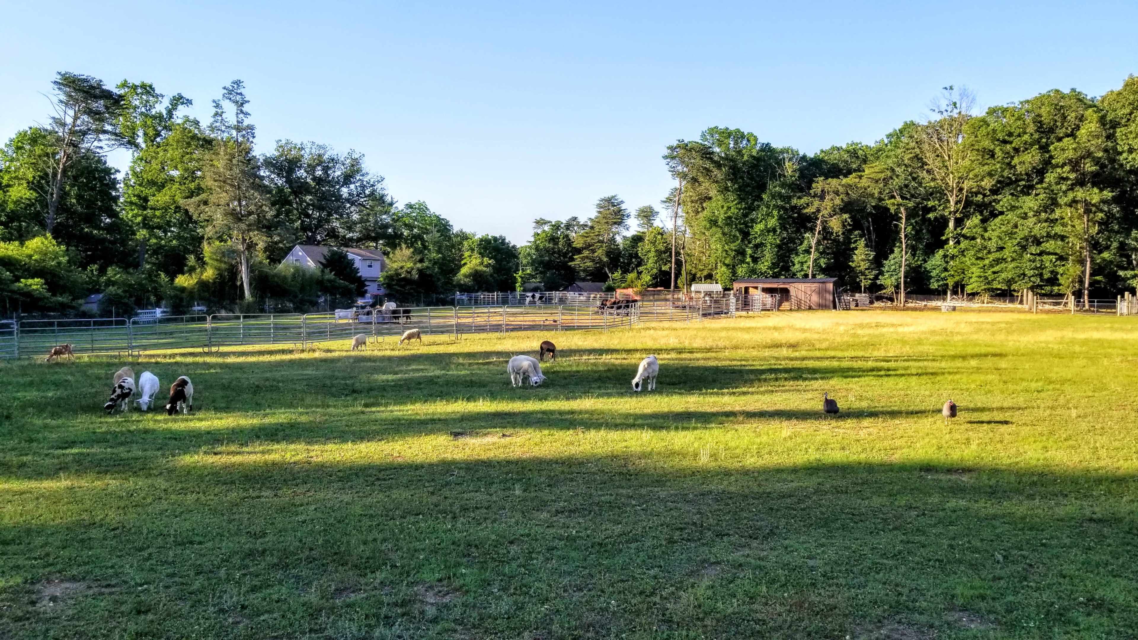 A grassy field is populated with several animals grazing, surrounded by trees and a wooden structure in the background.
