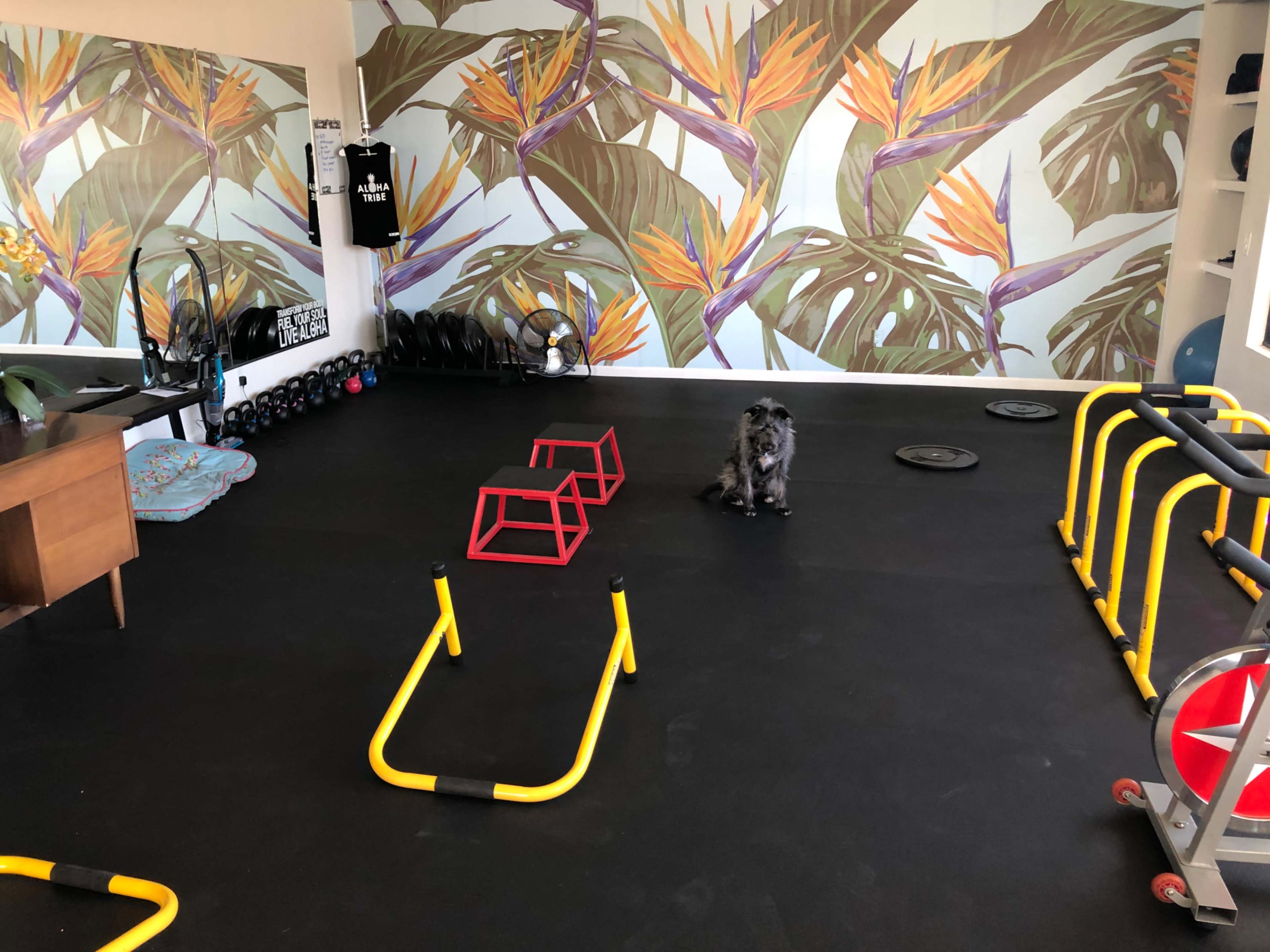 Bright, Beautiful Fitness Studio with Aloha Vibes in the Heart of LA Image in Central LA, Los Angeles, CA