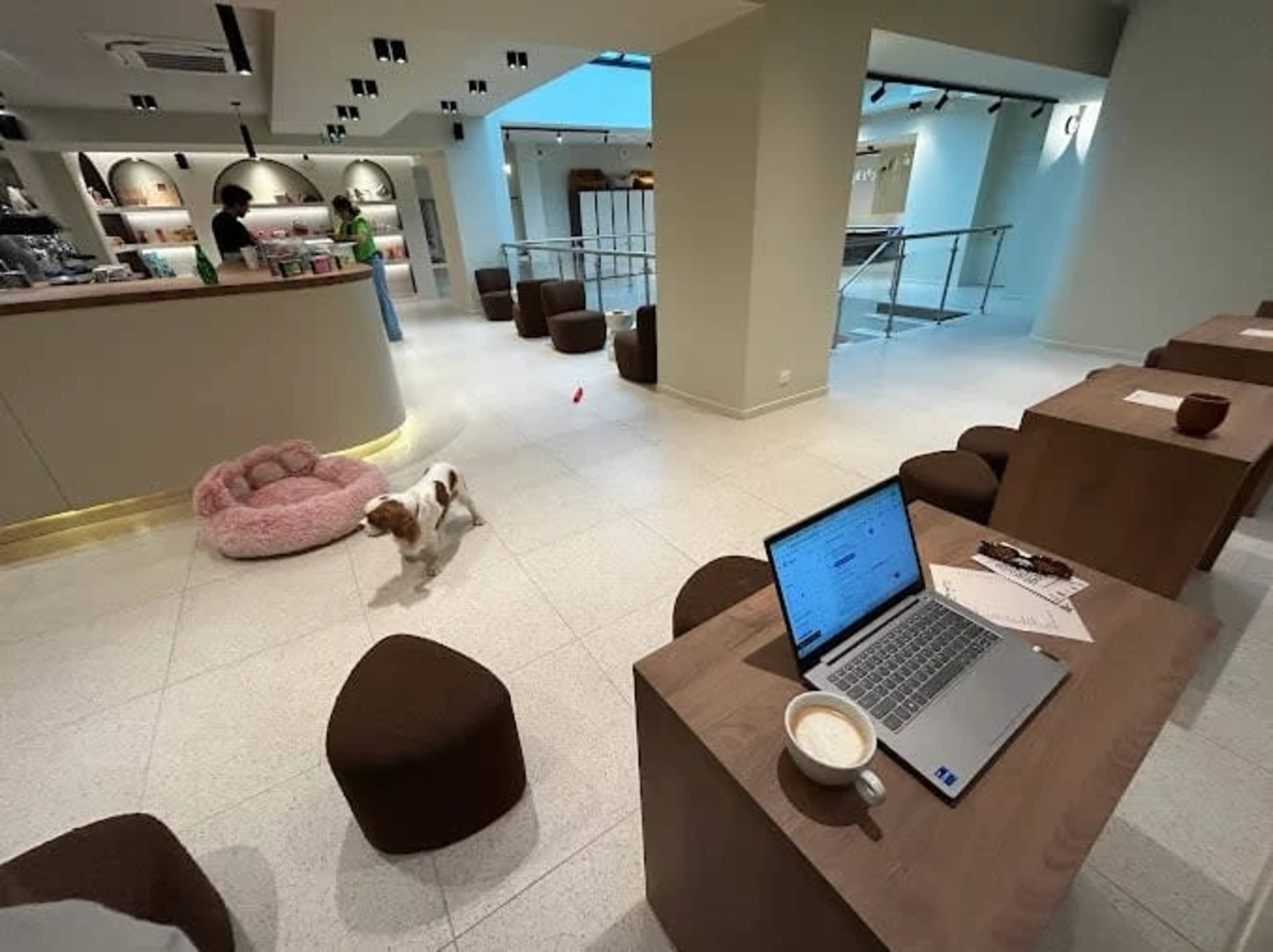 A laptop on a table with a coffee cup sits in a modern café where a small dog walks near a pink pet bed.