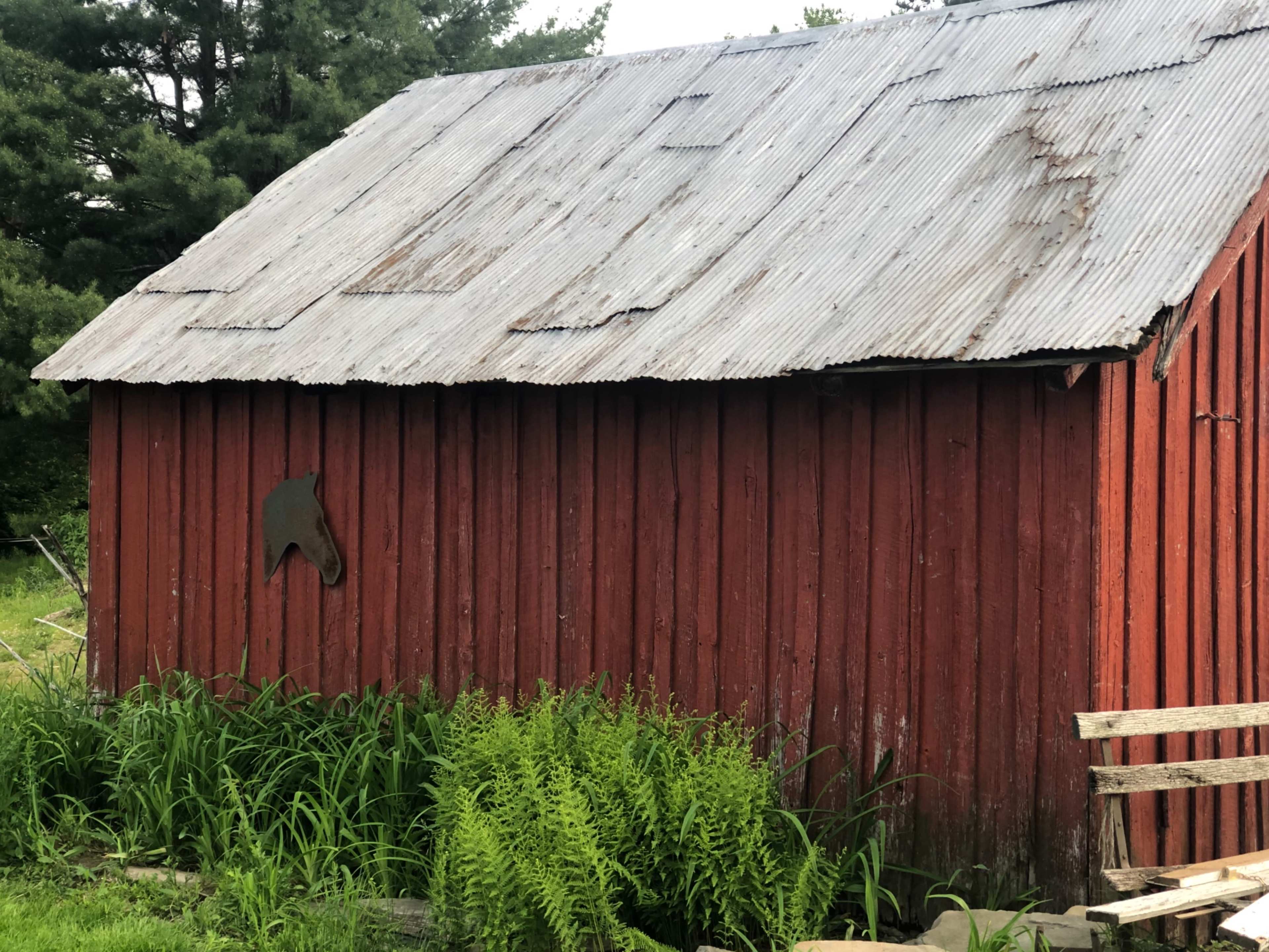 A red barn with a corrugated metal roof sits near tall green grass and ferns.