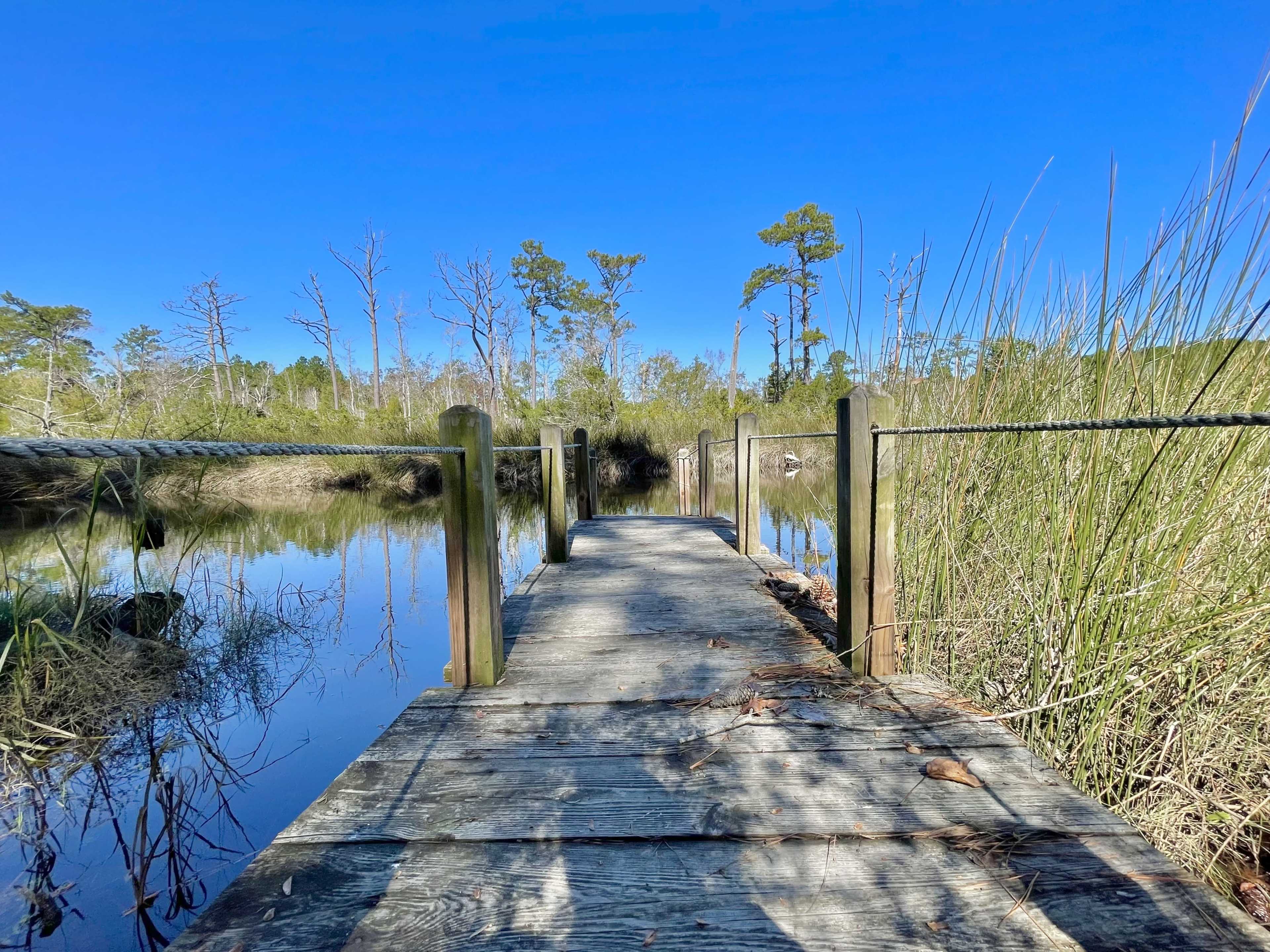 A wooden dock extends into a calm body of water surrounded by tall grasses and trees under a clear blue sky.