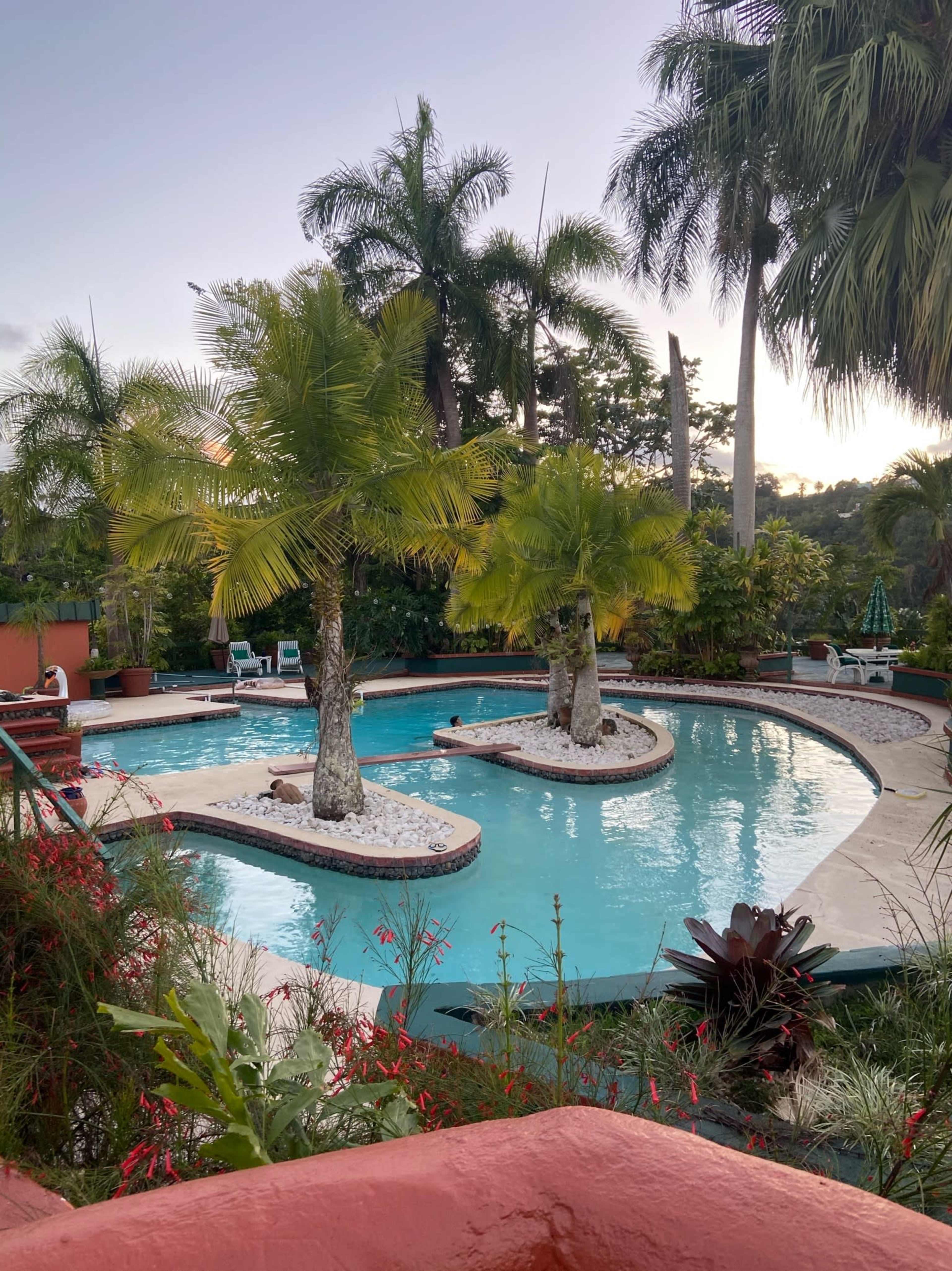 A landscaped swimming pool with two palm trees and surrounding tropical foliage.
