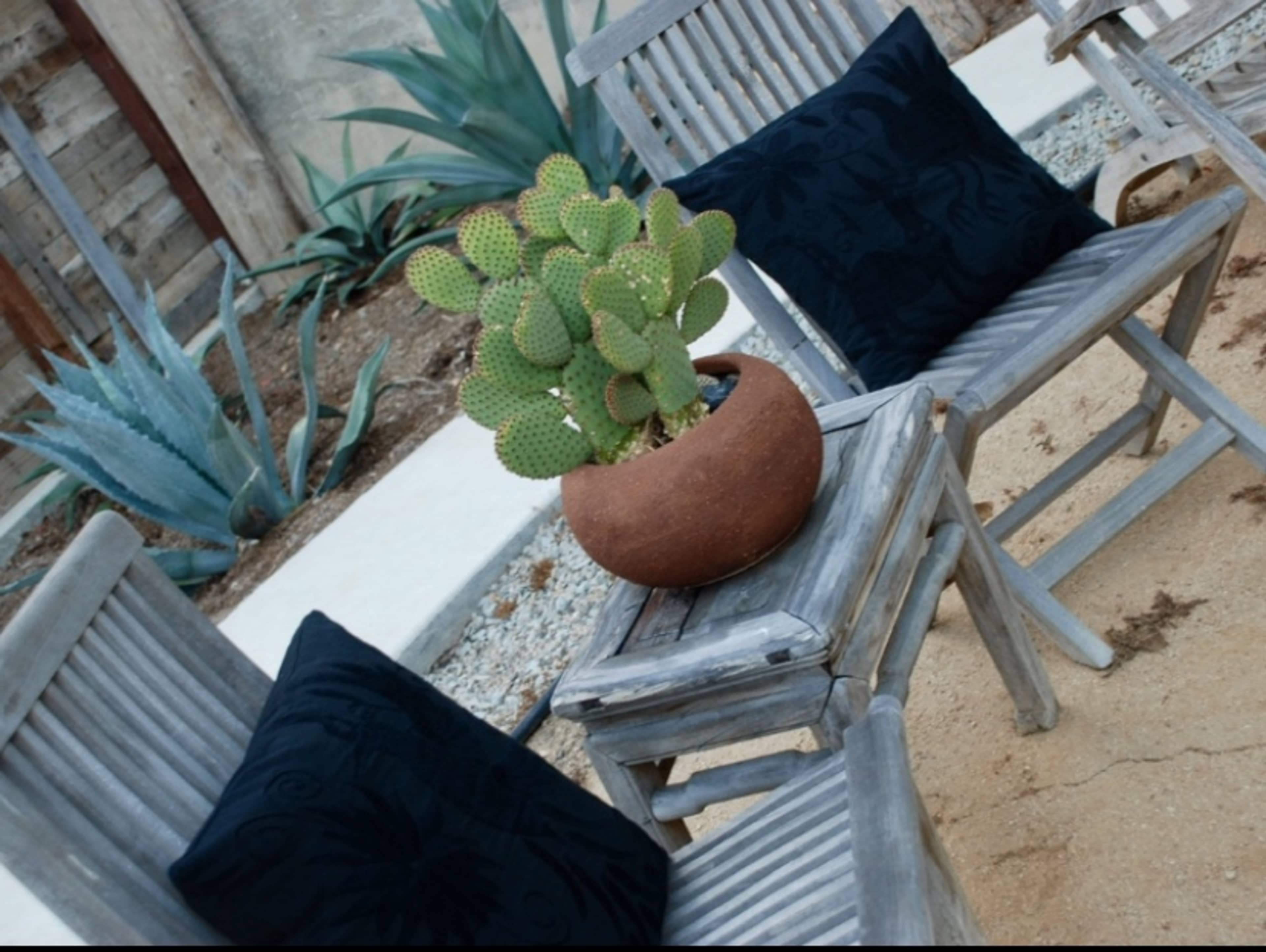 A potted cactus sits on a wooden table between two weathered chairs, with agave plants in the background.