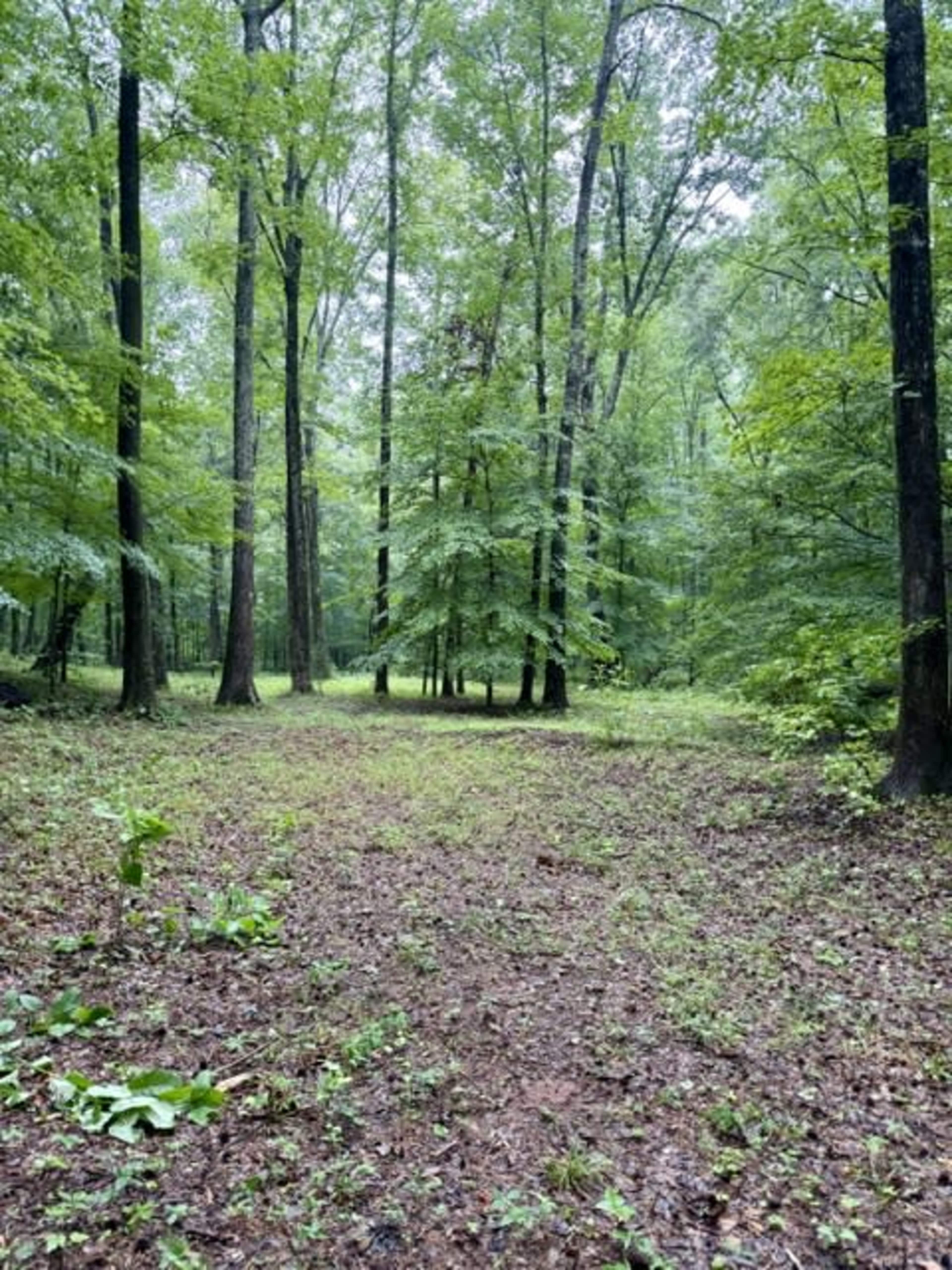 A clearing is visible in a dense forest, surrounded by tall green trees and underbrush.