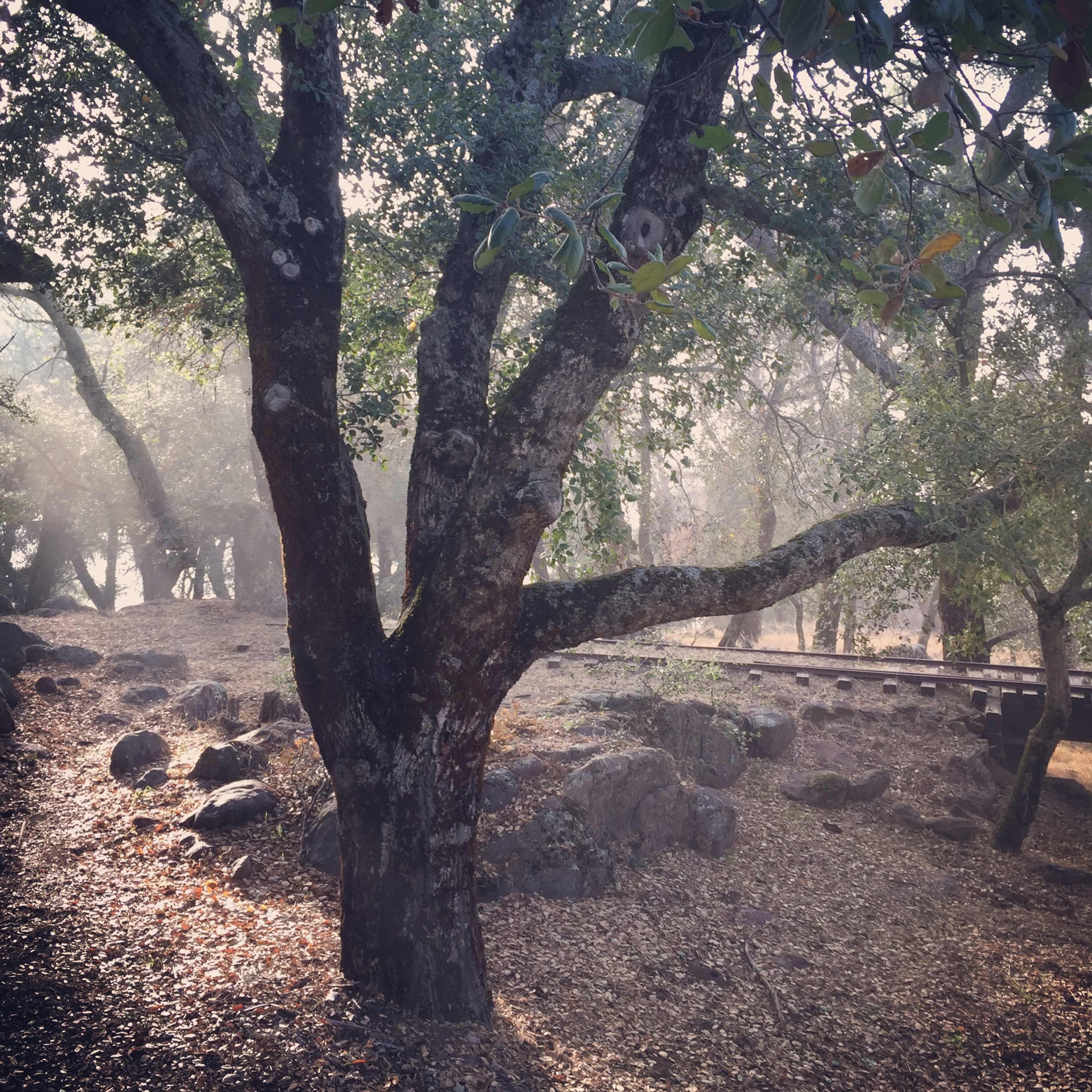 A large tree stands amidst rocky terrain, surrounded by mist and fallen leaves in a serene, wooded area.