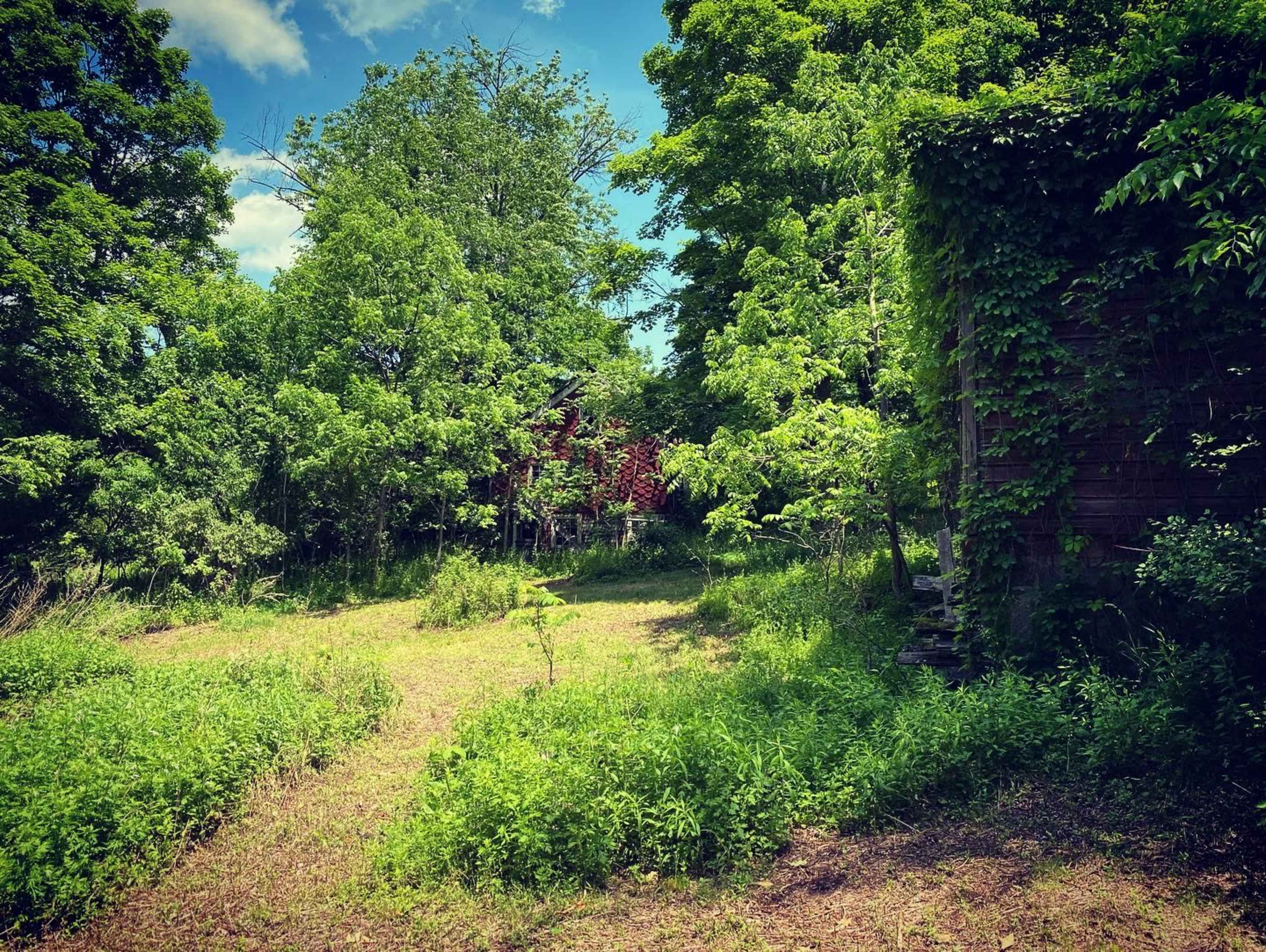 A grassy area surrounded by dense green trees and foliage, with a partially visible building to the right.