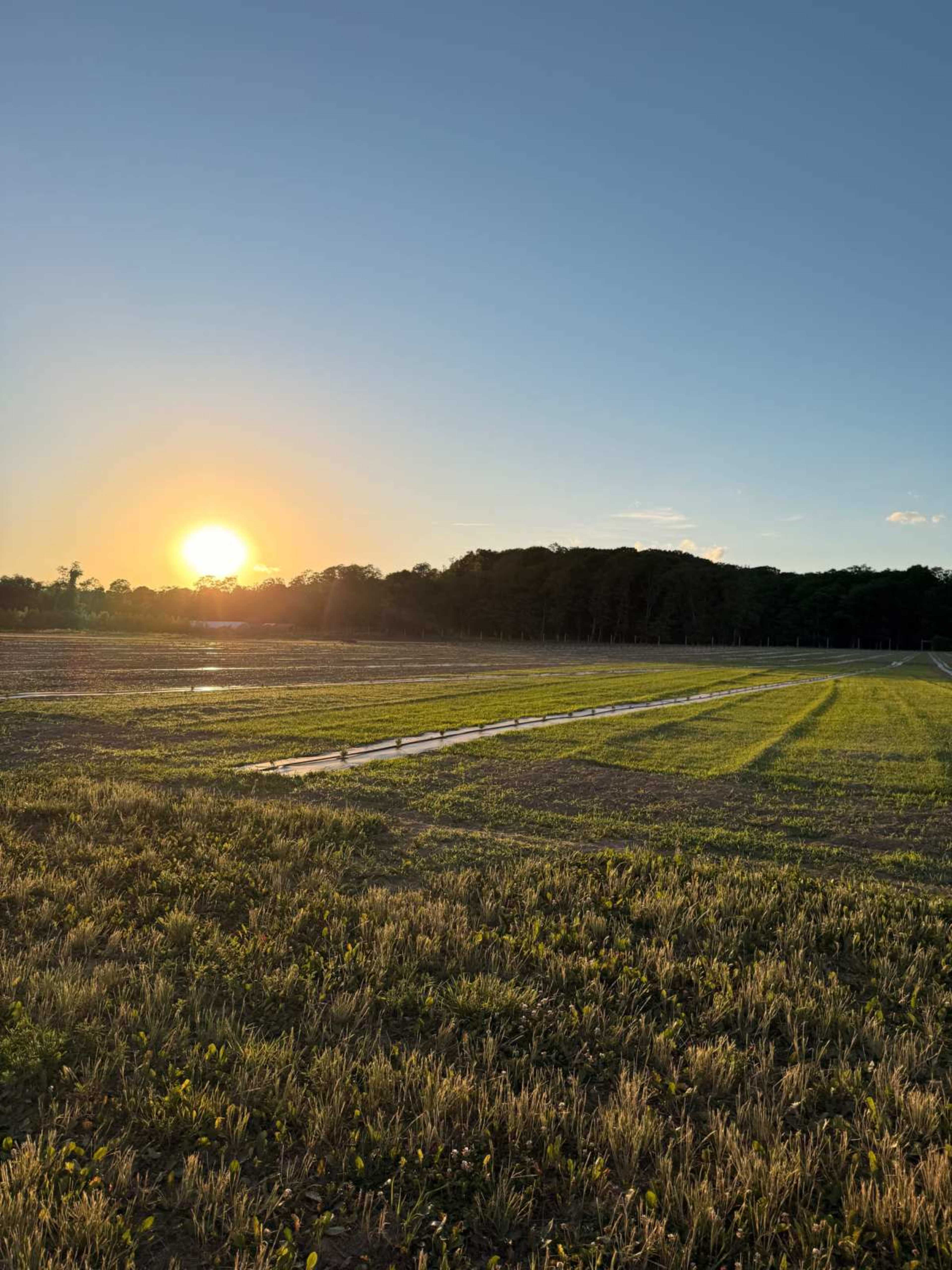 The image shows a field with rows of crops under a sunset, with a clear sky and trees in the background.