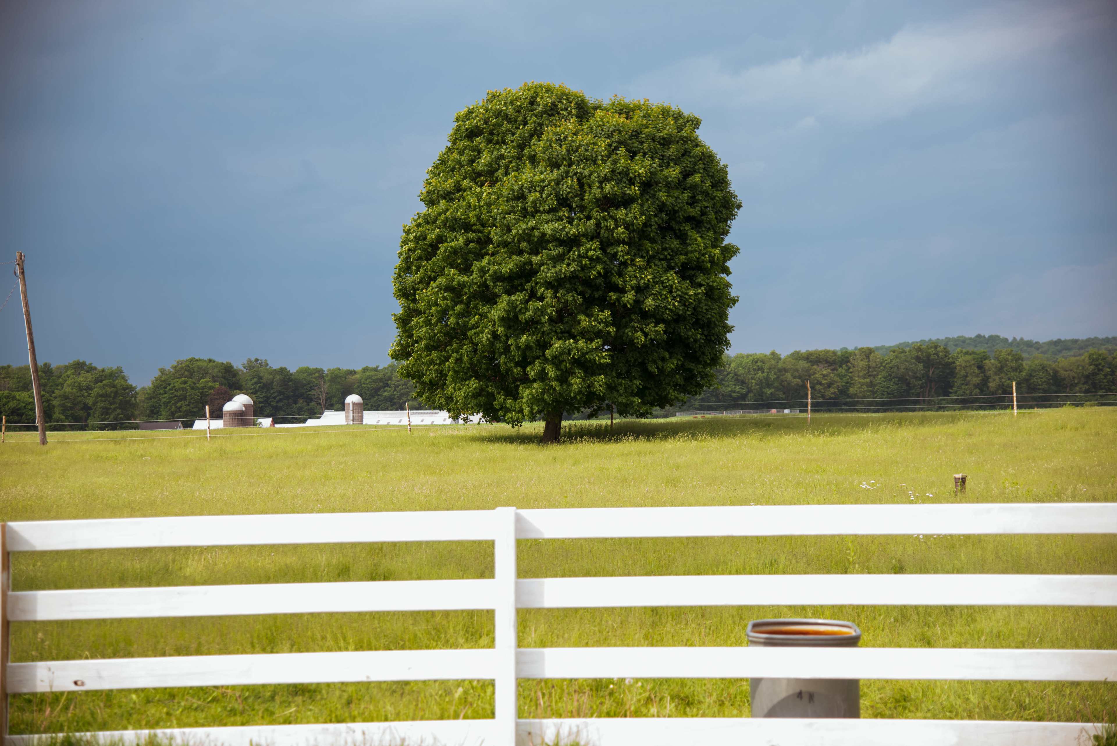 A large green tree stands alone in a grassy field, with a white fence in the foreground and farm buildings visible in the background.