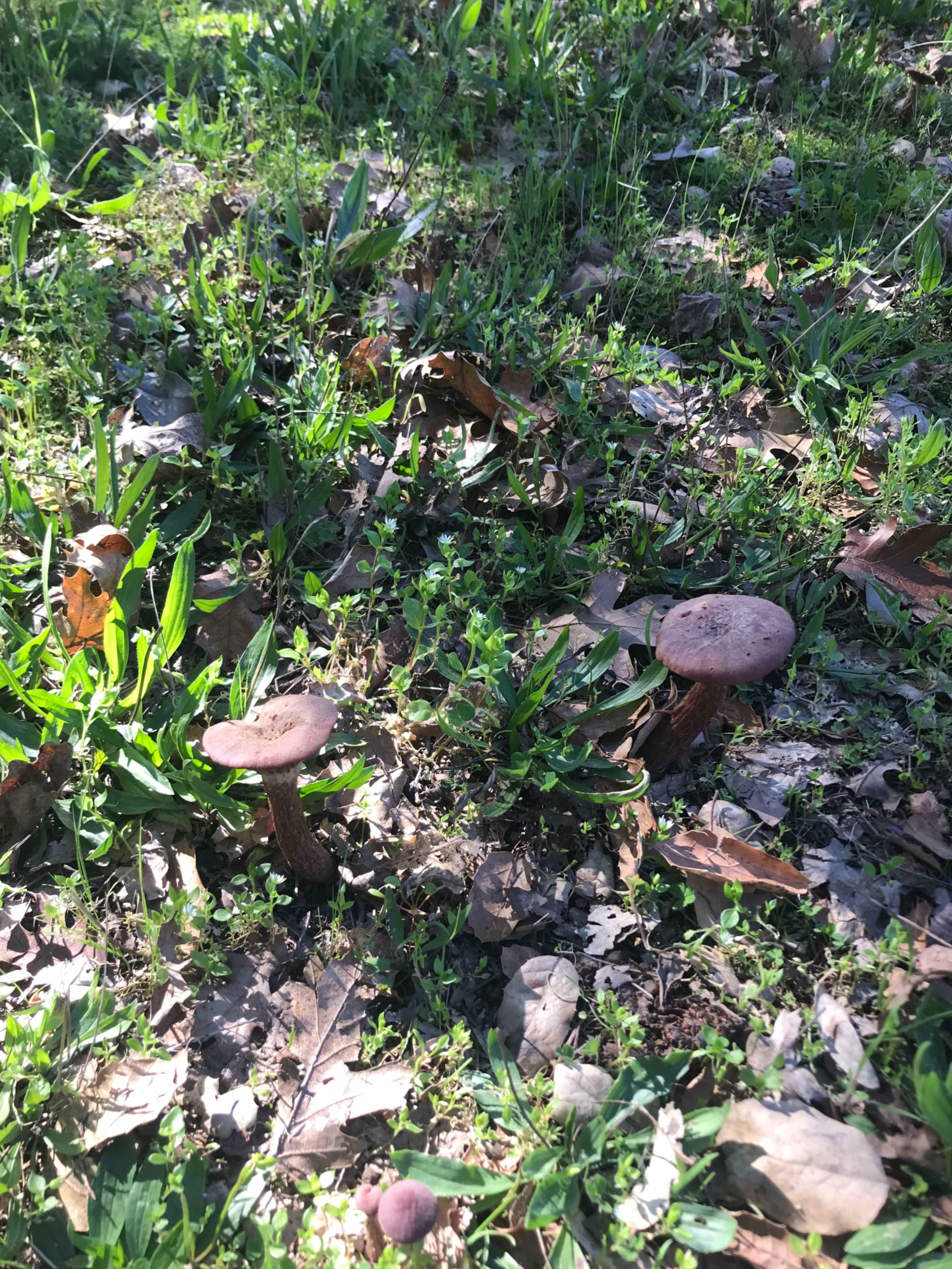 Several mushrooms are growing among scattered leaves and grass in a forested area.