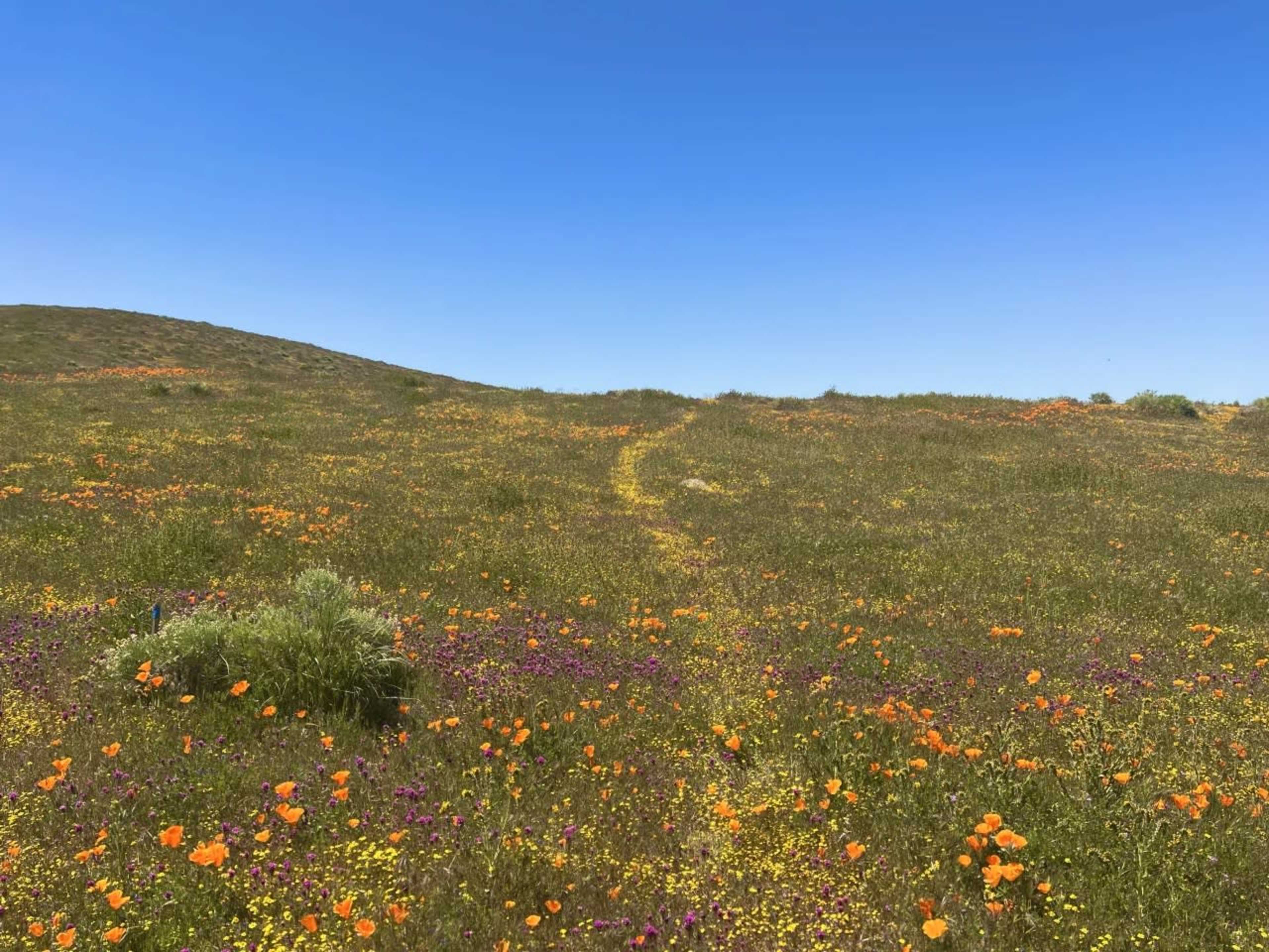 A grassy hillside covered with a variety of colorful wildflowers under a clear blue sky.