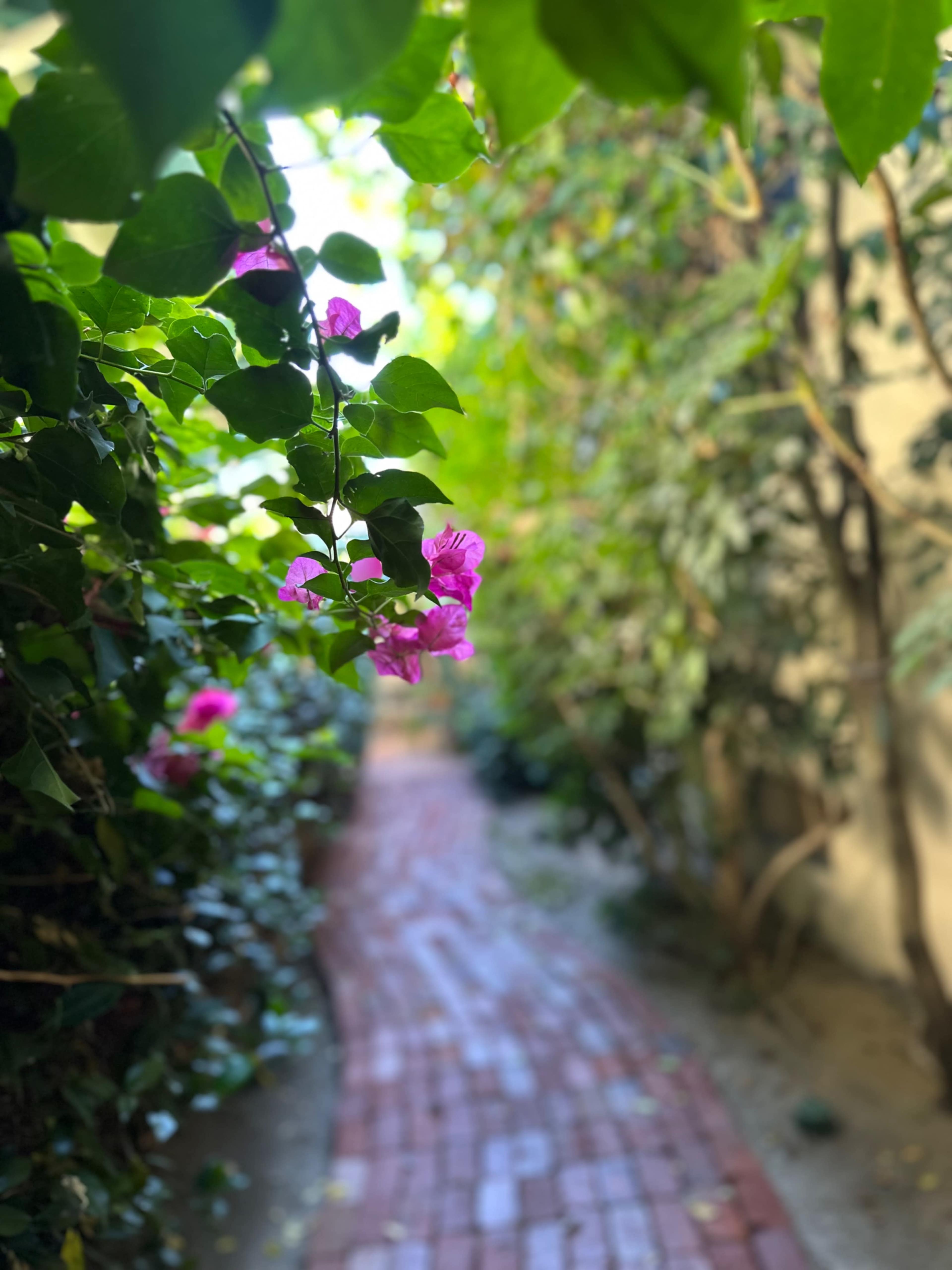 A narrow brick pathway is bordered by lush green plants and blooming purple flowers.